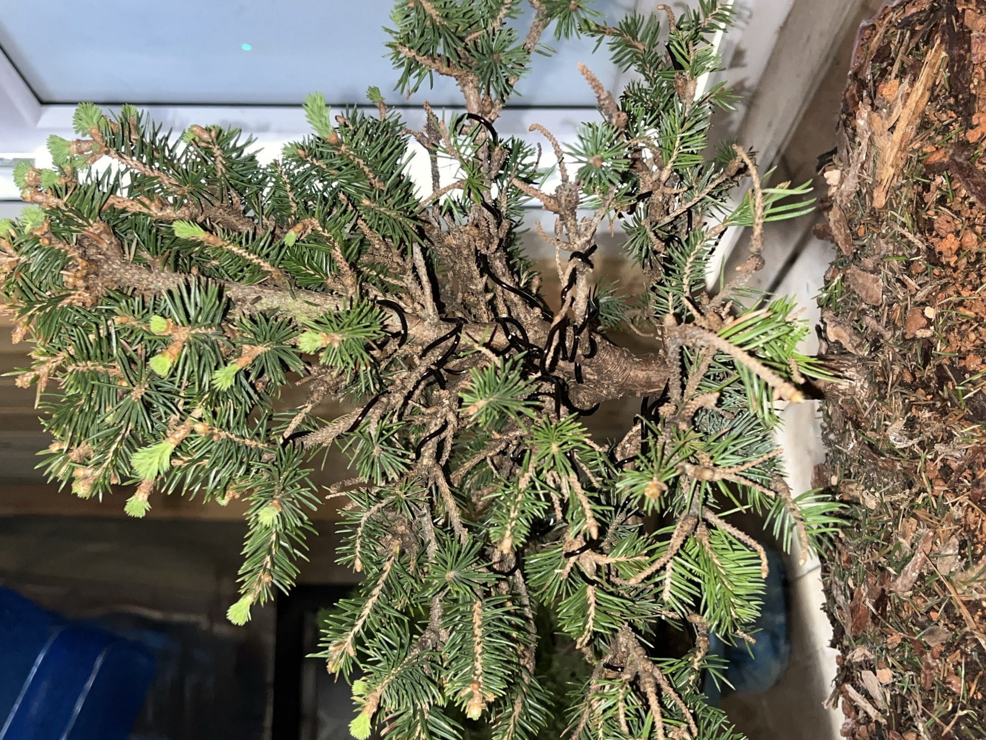 The image displays a close-up, top-down view of a conifer tree, likely a spruce or fir, possibly cultivated as a bonsai. The plant dominates the frame, showcasing its dense network of branches covered in dark green needles. Many branch tips exhibit vibrant light green new growth, indicating active development. The older parts of the branches are woody and brown, with some sparse or discolored needles further inside the canopy.
Black training wire is visible wrapped around several branches, suggesting the tree is being actively shaped, a common practice in bonsai. The plant appears to be housed in a pot or container, part of which is visible on the right side of the image. This container is filled with a dark brown substrate composed of soil, bark fragments, and conifer needles.
The background on the left features a brightly lit, light-colored surface, possibly a window or a wall, with a faint blue object at the bottom left. The lighting in the image appears to be from an artificial or indirect source, illuminating the plant from above and behind. No human subjects, activities, or visible text are present in the image. The scene is static, focusing solely on the plant and its immediate surroundings.