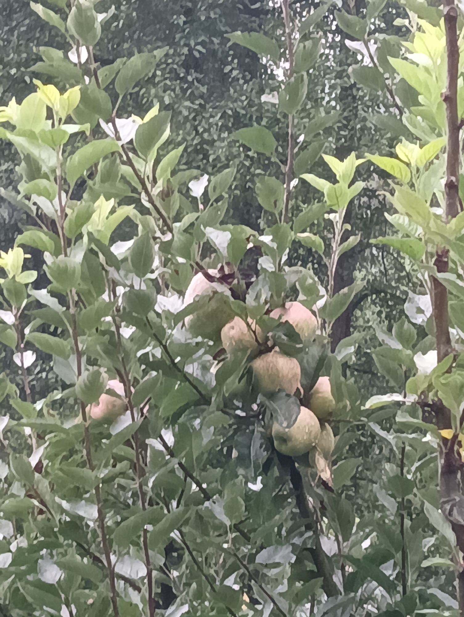 The image depicts an apple tree laden with ripening apples amidst dense green foliage. The apples are a light green or yellowish hue, some appearing partially obscured by leaves. The branches are covered in numerous leaves, creating a textured backdrop. The overall impression is one of natural abundance, likely in an orchard or garden setting. The image does not provide any specific information or visual cues to suggest its location within the city of Goshal, India, or any other specific geographic area. There are no people or animals visible in the frame.