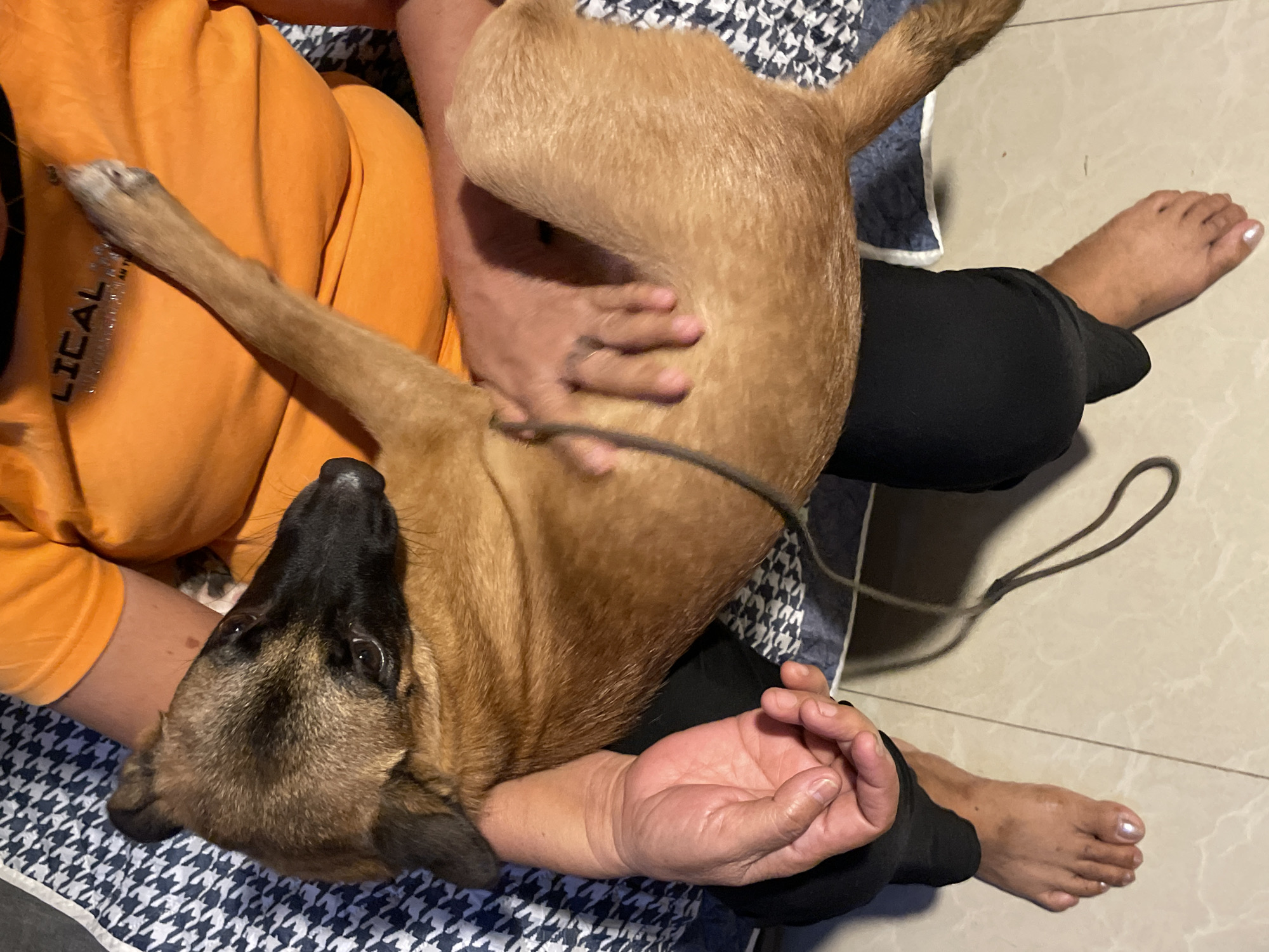 A person wearing an orange t-shirt and black pants is seated on a patterned blanket. The person is holding a brown dog with black markings on its face and ears. The dog is lying across the person's lap. The person's left hand is resting on the dog's back, and their right arm is draped over the dog's body. The person's bare feet are visible, resting on a tiled floor. The scene appears to be indoors, possibly in a residential setting in Davao City, Philippines, given the context provided.