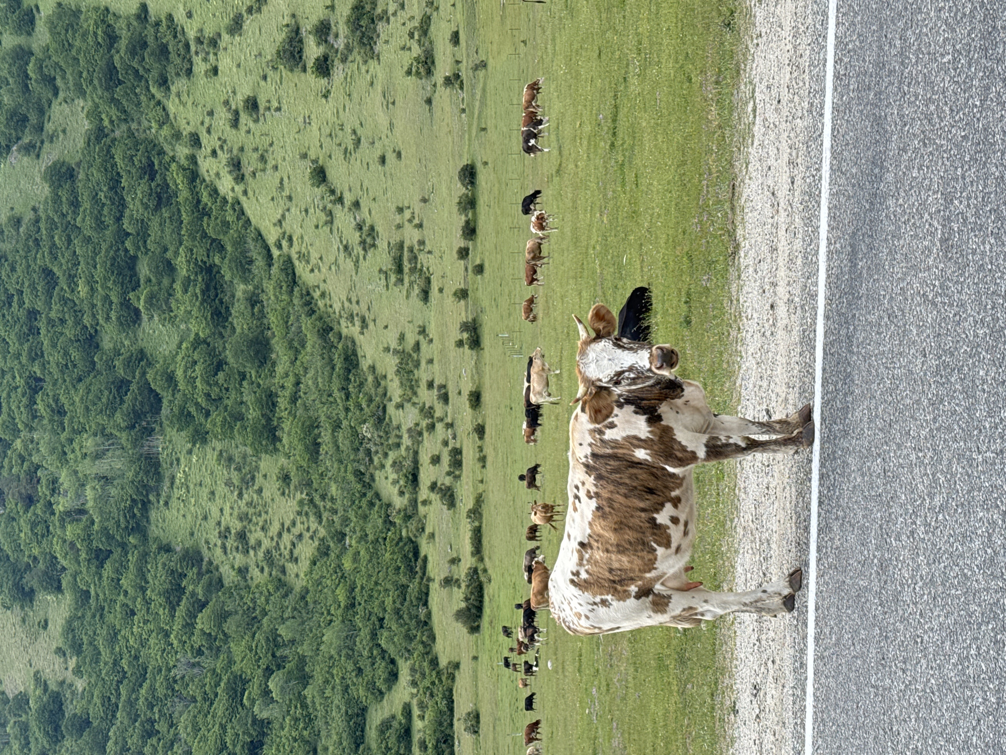 A herd of cattle grazes in a lush green pasture bordering a wooded hillside. The foreground features a cow with brown and white markings standing near a gravel road with a white line. In the background, numerous other cows are spread across the expansive field, some grazing, others standing or walking. The environment suggests a rural, open landscape with rolling hills and dense vegetation. The time of day appears to be daytime, with clear visibility and ample natural light illuminating the scene. There are no visible text elements.
