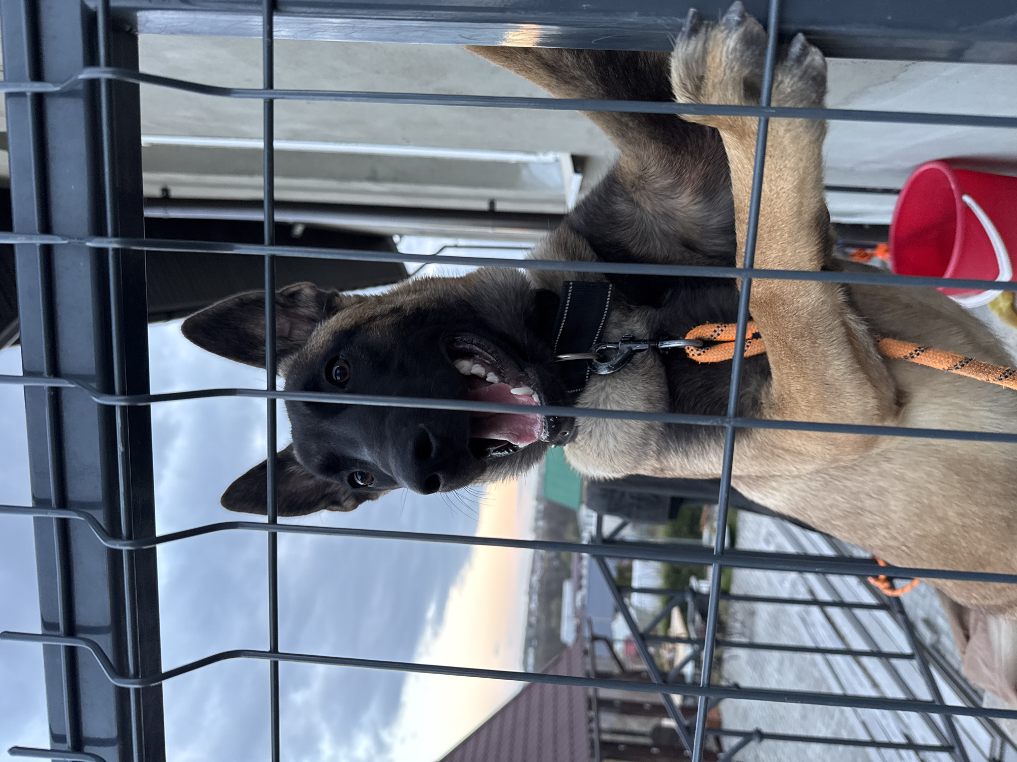 A happy and energetic dog, possibly a Malinois, is depicted looking directly at the viewer through a dark grey metal fence. The dog has tan fur on its body and darker fur on its face, with alert dark eyes. Its mouth is wide open, revealing its teeth and tongue, indicative of excitement or playfulness. A black collar is visible around its neck, attached to an orange and black braided leash. One of its front paws rests on a horizontal bar of the fence.
The dog is situated behind the sturdy metal fence, which consists of both horizontal and vertical bars. The background reveals an outdoor setting under a cloudy sky, with a soft, light orange glow near the horizon, suggesting late afternoon or early evening. Distant buildings, including rooftops and other structures, are visible, along with some sparse greenery. A red plastic bucket with a white handle is partially seen in the background to the right. The scene suggests a semi-urban or suburban environment, consistent with the provided location context of Самахвалавіцкі сельскі Савет, Belarus. No visible text is present in the image.