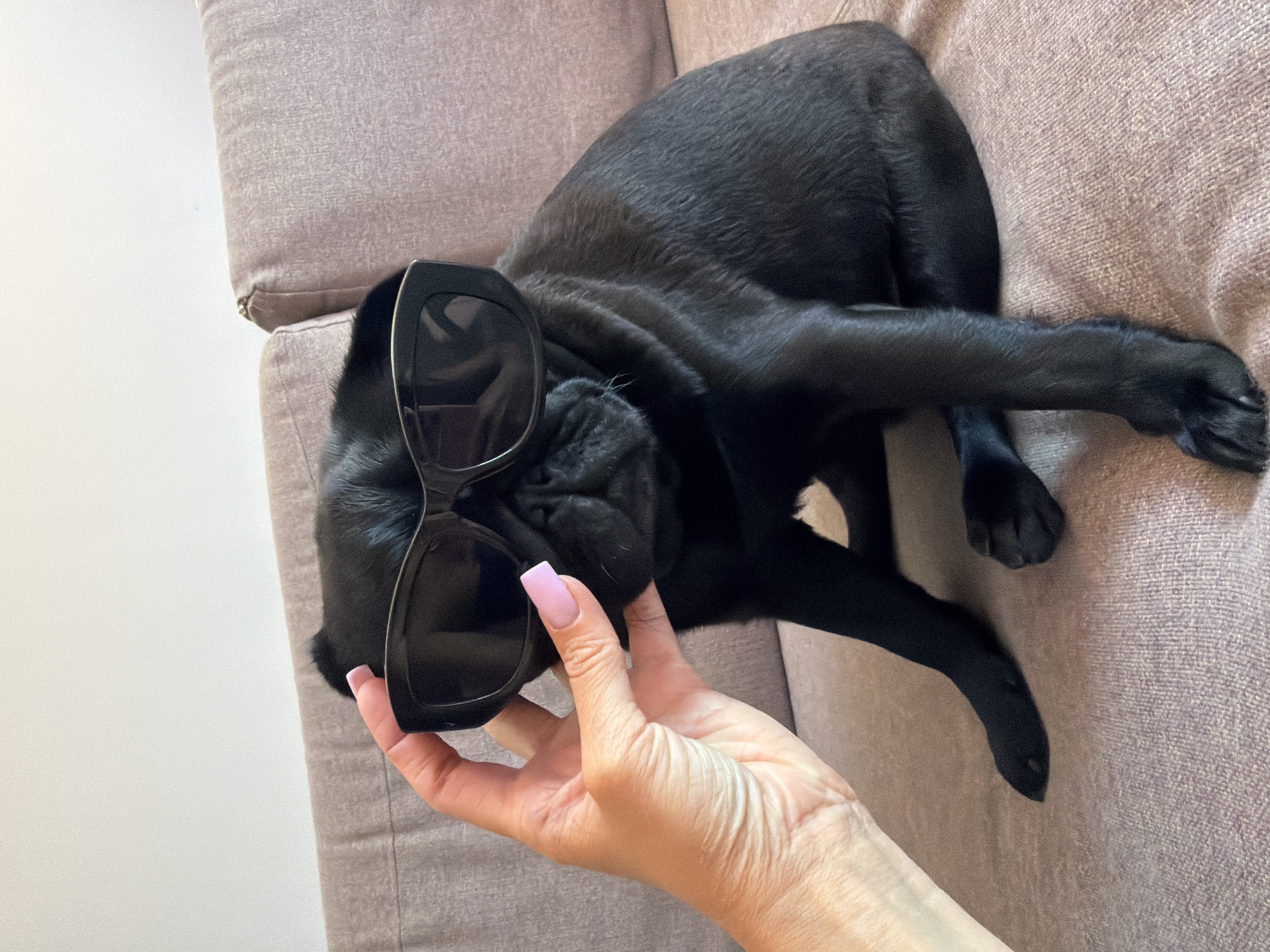 A black pug wearing large black sunglasses is sitting on a mauve couch. A person's hand with light pink fingernail polish is holding the sunglasses on the pug's face. The pug is looking forward, and its head is slightly tilted. The couch is textured and appears to be indoors. The background is a plain white wall and the back of the couch. There is no visible indication of the location being in Sirius, Russia.
