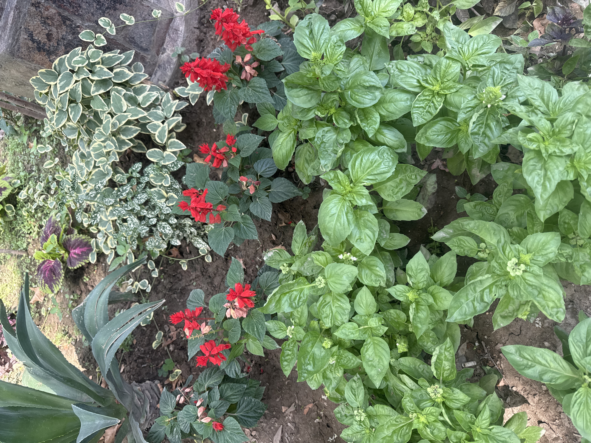 The image depicts a close-up, overhead view of a garden bed, possibly in a public park or private garden, in Tashkent, Uzbekistan. The foreground is dominated by lush, green basil plants with broad, textured leaves. Several clusters of small, pale green basil flowers are visible. Behind the basil, a row of vibrant red salvia flowers with numerous small blossoms adds a splash of color. The background features a variety of other plants, including a large agave plant with thick, succulent leaves on the left. There are also plants with variegated green and white foliage and some with deep purple and green leaves, likely ornamental coleus. The ground is exposed dark soil, with some dried leaves scattered around. The lighting suggests it is daytime, possibly overcast or with dappled sunlight. There are no people or animals visible in the frame. The scene is static and natural, showcasing a variety of plant life in an outdoor setting.