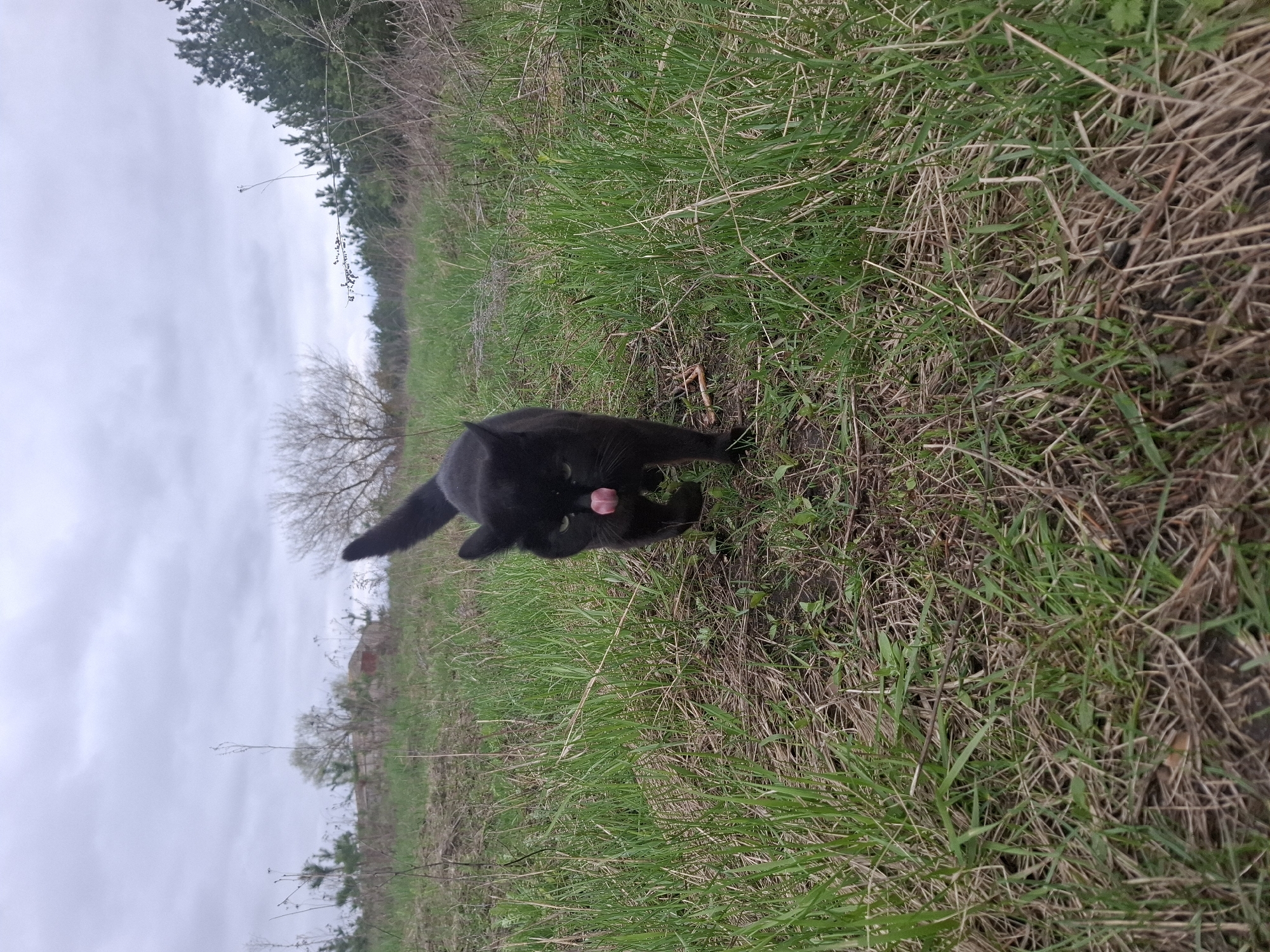 A black cat is captured in an outdoor setting, seemingly in the city of Khlevnoye, Russia. The cat, positioned in the center of the frame, is licking its paw. The surrounding environment consists primarily of grass and vegetation. In the background, bare trees are visible against a cloudy sky. The photograph appears to be taken from a low angle, emphasizing the cat and its immediate surroundings.
