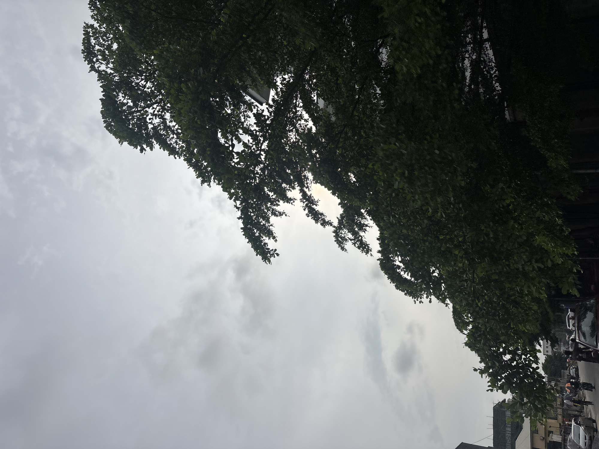 The image captures a street scene in Igboefon, Nigeria, under an overcast sky. Dominating the right side of the frame is a large, leafy tree with dark green foliage, its branches arching towards the sky and partially obscuring buildings in the background. The sky is filled with gray clouds, with some brighter patches suggesting diffused sunlight.
The street in the foreground is lined with vehicles, including cars and motorcycles. Several people are visible, some walking and others riding motorcycles. One person is holding an umbrella, indicating a potential drizzle or recent rain. Buildings of varying sizes and architectural styles are present along the street, with some appearing to be residential and others commercial. The overall impression is of a typical urban street in Nigeria on a cloudy day, with everyday activities unfolding.