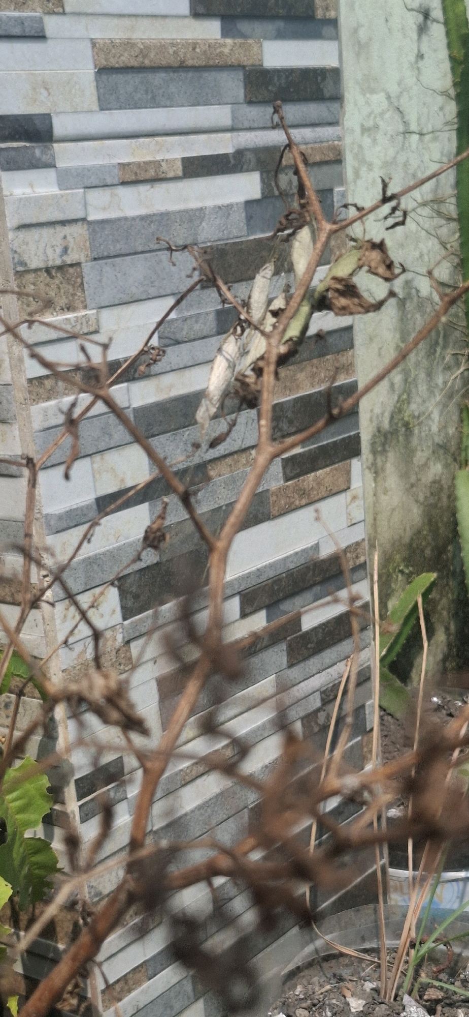 The image depicts a close-up view of dry, brown branches in the foreground, obscuring the background which features a wall tiled with rectangular pieces in shades of grey, white, and brown. On the right side of the background, a textured, pale green surface is visible, possibly a wall or a large plant. The focus of the image is on the intricate network of branches, some of which are bare and twig-like, while others have remnants of dried leaves and what appears to be a camouflaged insect or leaf mimic clinging to them. The overall impression is one of natural decay and camouflage against a man-made tiled surface. The scene is situated outdoors, with the ground beneath the branches appearing to be covered in soil and small stones. There are no people or discernable human activities in the image. The lighting suggests it is daytime. The image has been captured in Cibinong Hilir, Indonesia.
