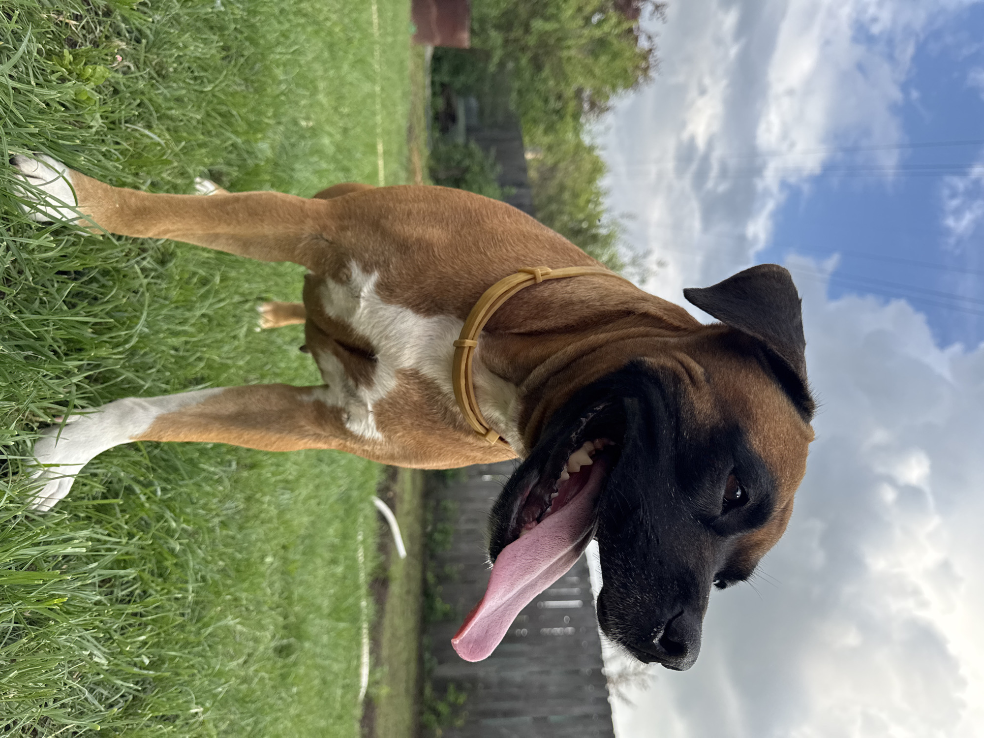 A medium shot captures a tan boxer dog standing in a grassy backyard under a partly cloudy sky. The dog's mouth is open, with its pink tongue hanging out. Its fur is primarily tan with a white chest and white paws. The dog wears a light yellow collar. In the background, a wooden fence separates the yard from a line of trees. A brown barrel is visible to the left of the frame. The image appears to be taken outdoors, possibly in a residential area in Chaikovsky, Russia, given the presence of a backyard and fence common in such locations.