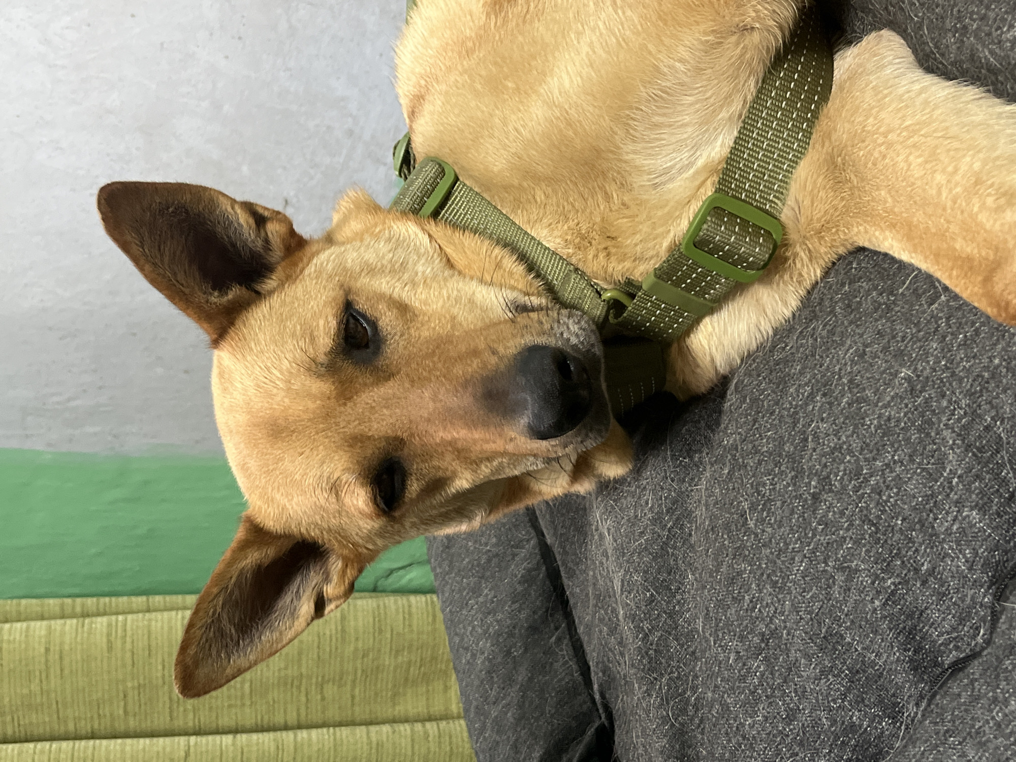 A medium shot captures a tan-colored dog resting on a dark gray surface, possibly a couch or pet bed, in what appears to be an indoor setting. The dog is wearing a green harness. The background includes a textured wall and curtains in shades of green. The dog's expression is relaxed, with its head slightly tilted and eyes partially closed, suggesting it is either sleeping or at ease. The lighting is soft and diffused, highlighting the dog's fur and the textures of its surroundings. There is no discernible indication of the specific location within Nizhny Tagil, Russia, or any specific action beyond the dog resting.