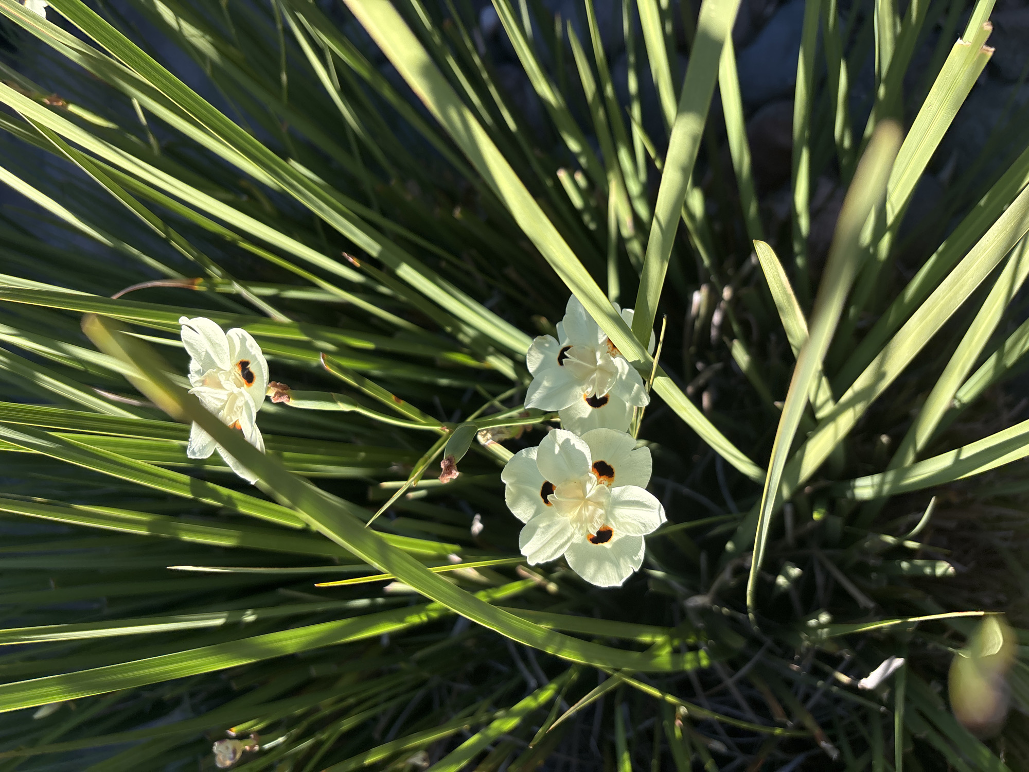 A top-down view captures a cluster of delicate, white iris flowers with prominent dark orange centers, nestled amongst long, vibrant green grassy blades. The flowers, appearing to be Dietes grandiflora or a similar species, are in various stages of bloom. Some are fully open, revealing their six petals and intricate stamen, while others are still buds or partially unfurled. Sunlight casts distinct shadows across the scene, highlighting the textures of the petals and the sharp, linear forms of the grass. The background is softly blurred, suggesting a natural outdoor setting with hints of darker foliage and possibly pebbles or ground cover. The image was taken in Fair Oaks, California, United States.