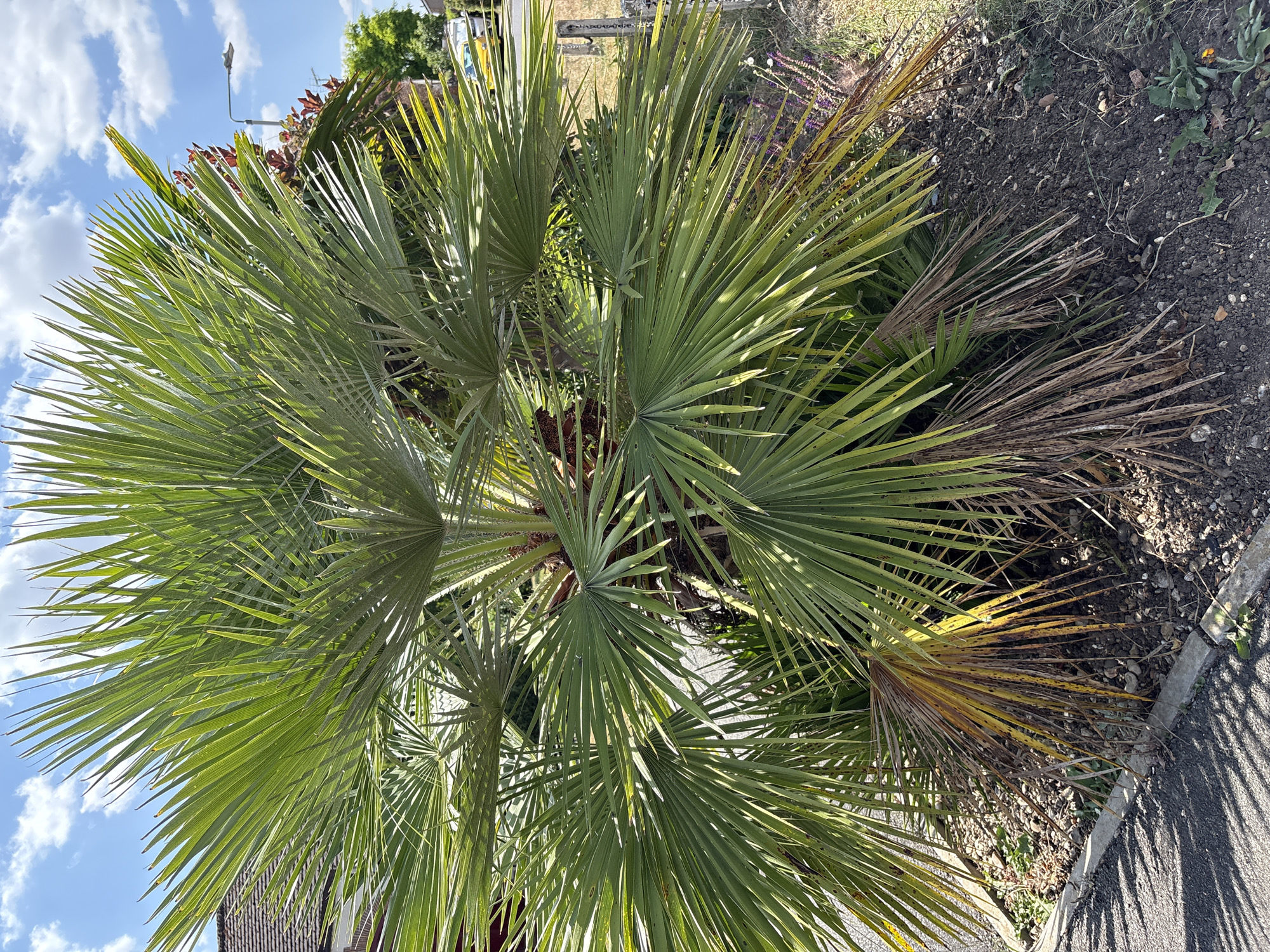 The image depicts a palm tree with vibrant green fronds and some browning, dried leaves at its base, located on a sidewalk next to a residential property. The tree is in full sun, casting shadows on the asphalt. In the background, a residential building with a tiled roof is visible, along with a street light and some other trees. The sky is blue with scattered white clouds. The location is identified as Chelmsford, United Kingdom. There are no people or animals visible in the image.