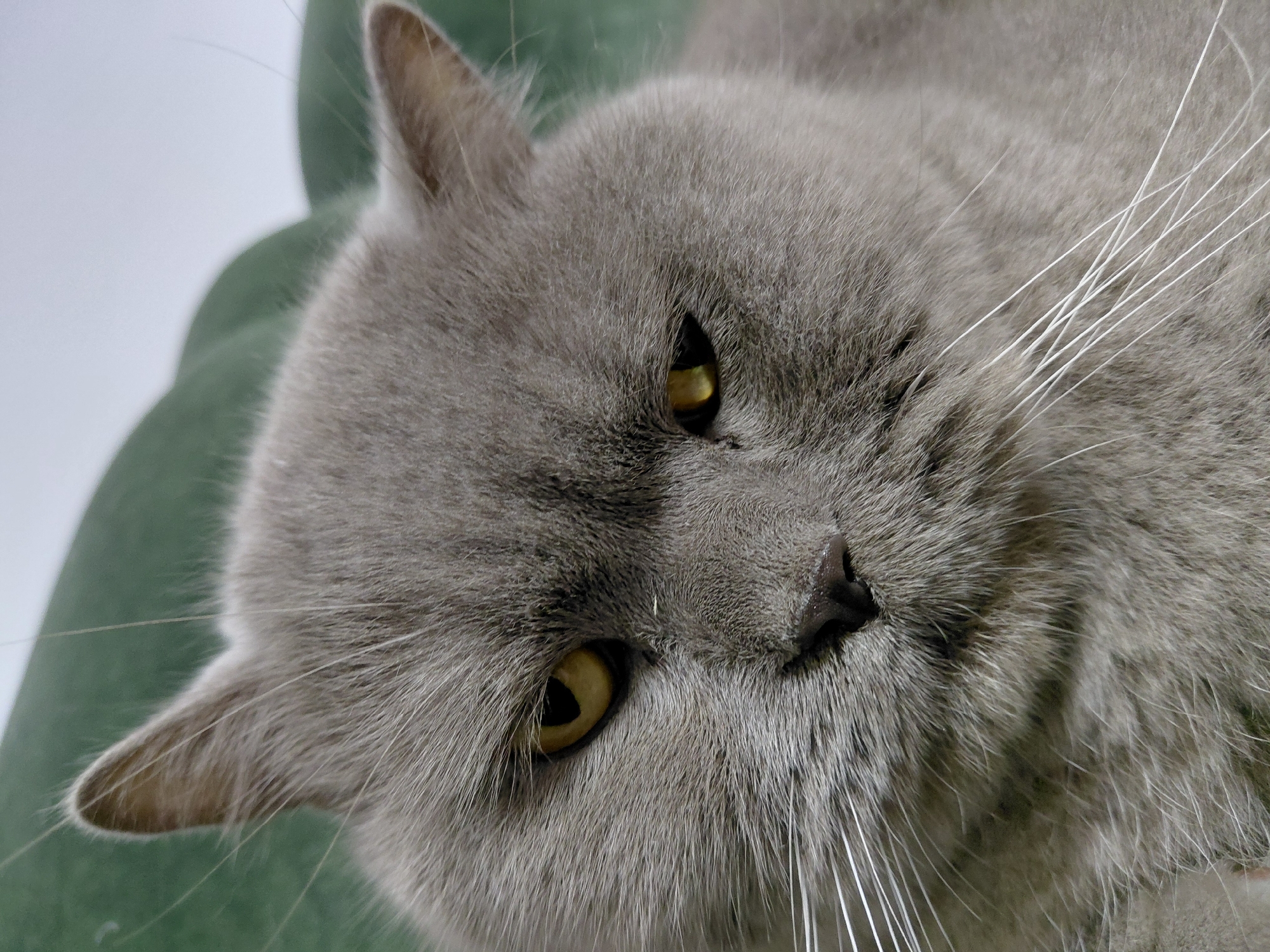 The image is a close-up, eye-level, vertical shot of a British Shorthair cat with gray fur. The cat's face is the primary subject, filling most of the frame. Its eyes are a striking yellow-green and appear slightly droopy, giving it a melancholic or unimpressed expression. The cat's nose is dark and appears moist. Long, white whiskers extend from its muzzle. The cat is positioned against a blurred background of what appears to be a green couch and a light-colored wall, suggesting an indoor setting. The lighting is soft and diffused, highlighting the texture of the cat's fur. The image was taken in Chernyk, Ukraine.