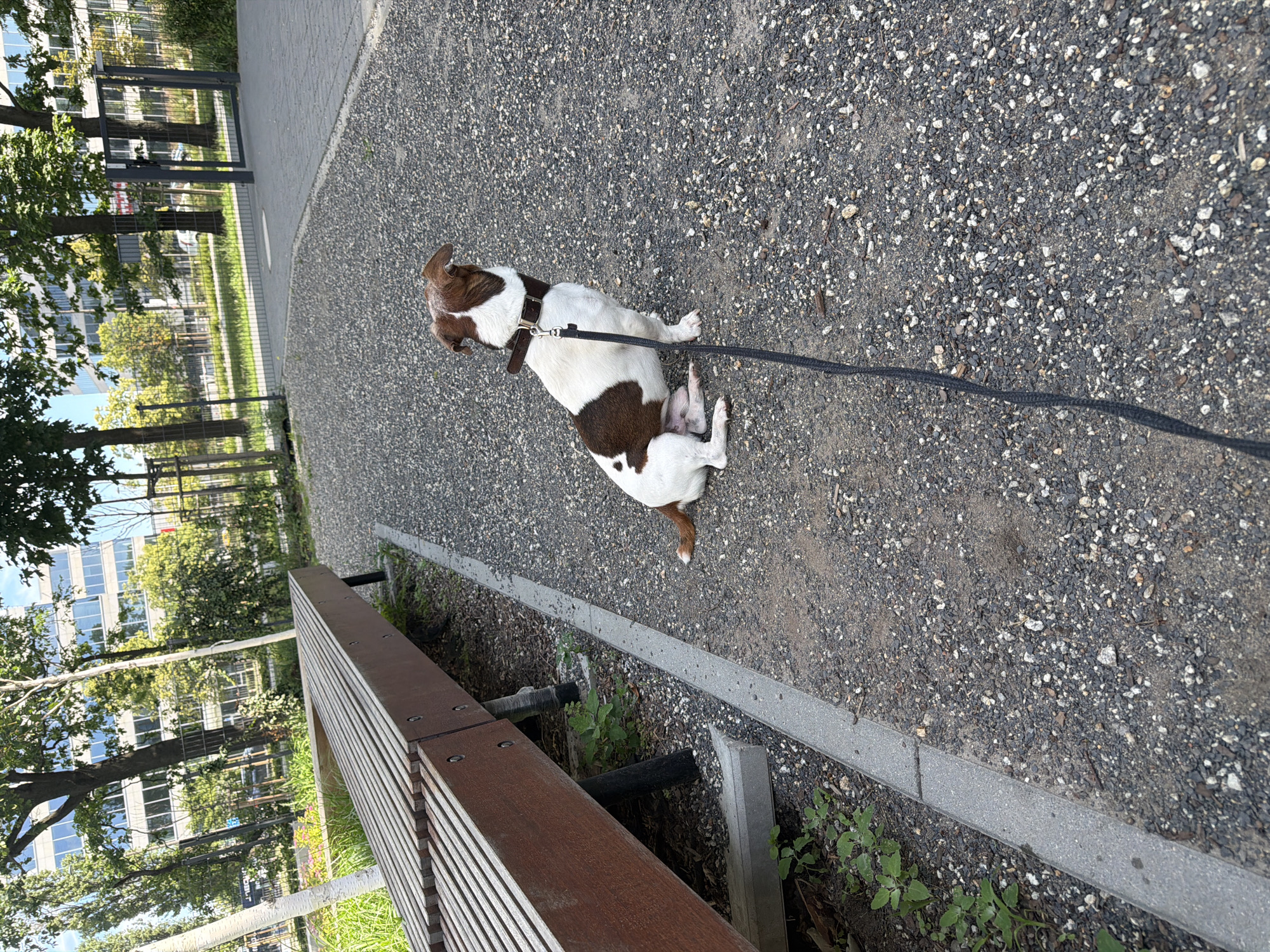 An outdoor, eye-level, medium shot shows a small brown and white dog sitting on a gravel path next to a slatted wooden bench. The dog is facing away from the camera and to the right, wearing a dark leather collar and a black leash. The bench, made of weathered wood and metal supports, is positioned in the lower left of the frame. Green vegetation grows around the base of the bench and in patches on the gravel. In the background, trees with lush green foliage frame a modern glass-fronted building with reflective windows. A dark metal fence runs along the edge of the property behind the trees. The ground is covered in dark grey gravel interspersed with lighter-colored pebbles and some fallen leaves. The scene appears to be a public space, possibly a park or a plaza, in an urban setting.