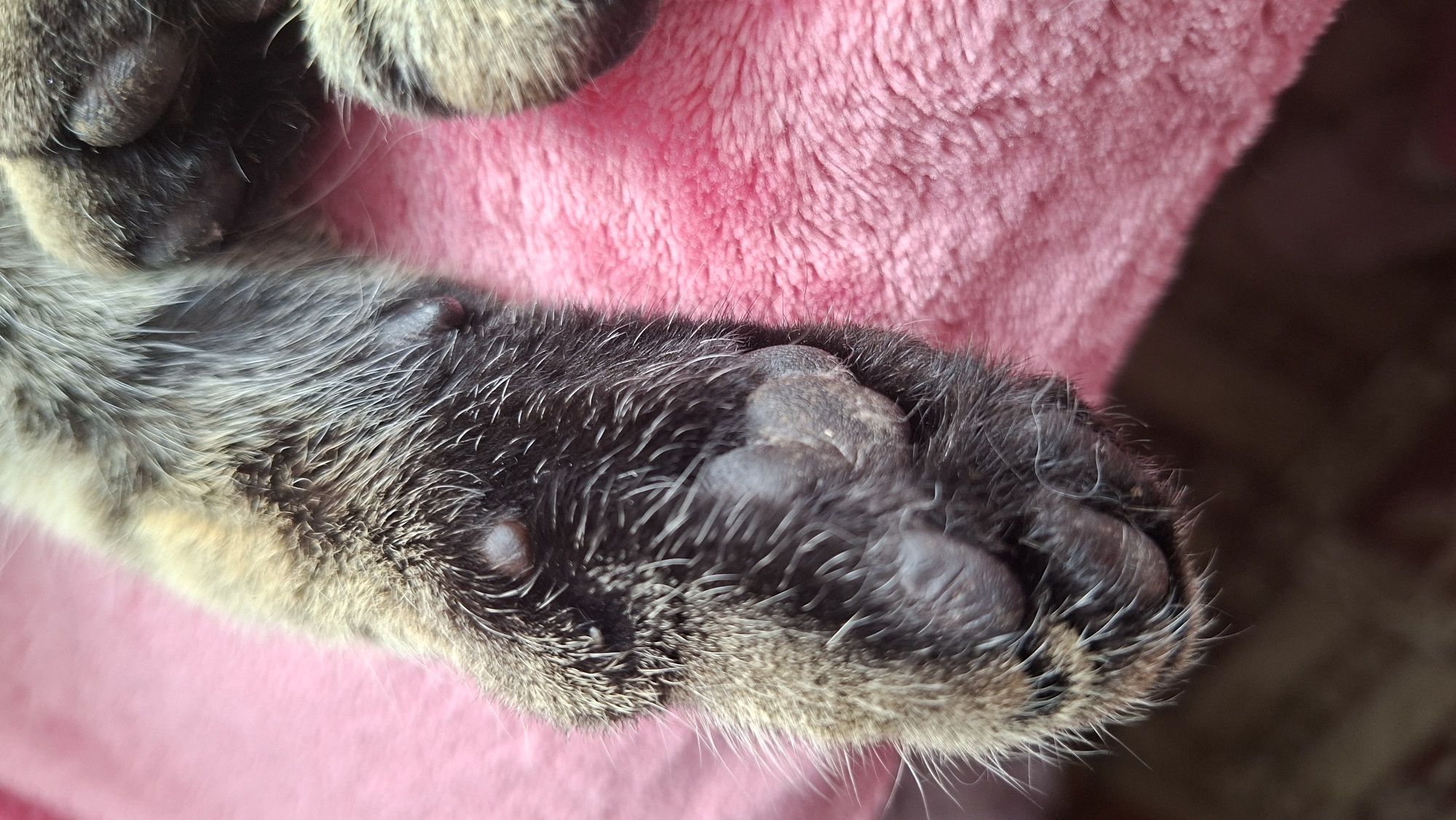 A close-up, high-angle shot shows the furred leg and paw of a cat resting on a pink fuzzy blanket. The cat's fur is a mix of black, brown, and tan. Several small, round bumps are visible on the cat's leg and paw. The paw has dark-colored toes with visible claws. The background is blurred, showing a dark wooden surface. The image appears to be taken indoors in what could be a domestic setting. No specific location in Забалоцкі сельскі Савет, Belarus can be determined from the image.