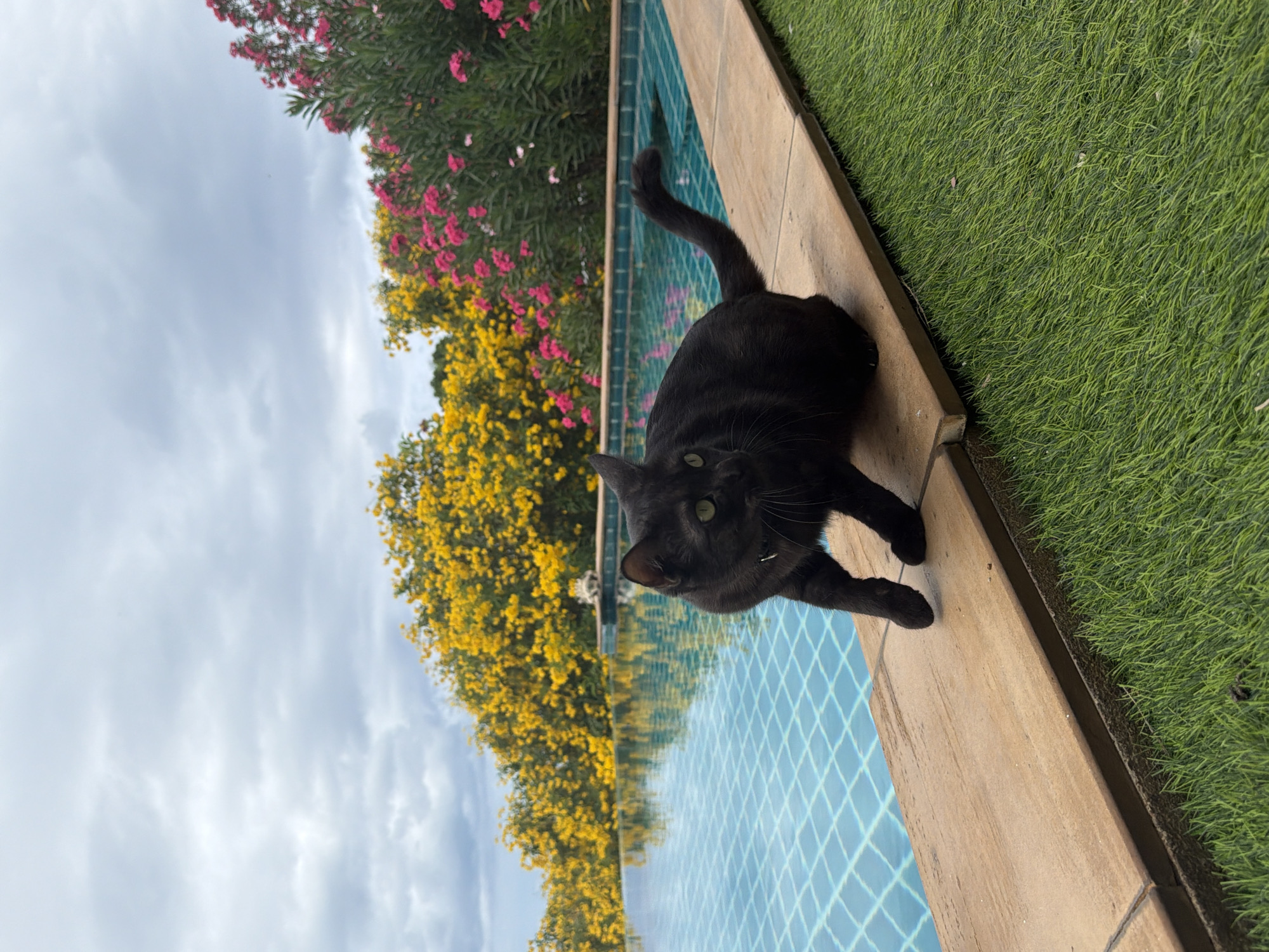 A black cat with green eyes is perched on the edge of a swimming pool in Ko Samui District, Thailand. The cat is facing left and appears to be in motion, with its front left paw raised. The swimming pool is filled with blue water and has a tiled bottom. The edge of the pool is lined with light brown tiles, and beyond that is green artificial turf. In the background, there are blooming trees with yellow and pink flowers, and a cloudy sky. The overall scene suggests an outdoor setting, possibly a resort or a private residence, given the presence of the swimming pool and lush vegetation. The image captures a moment of the cat's activity in a tranquil, tropical environment.