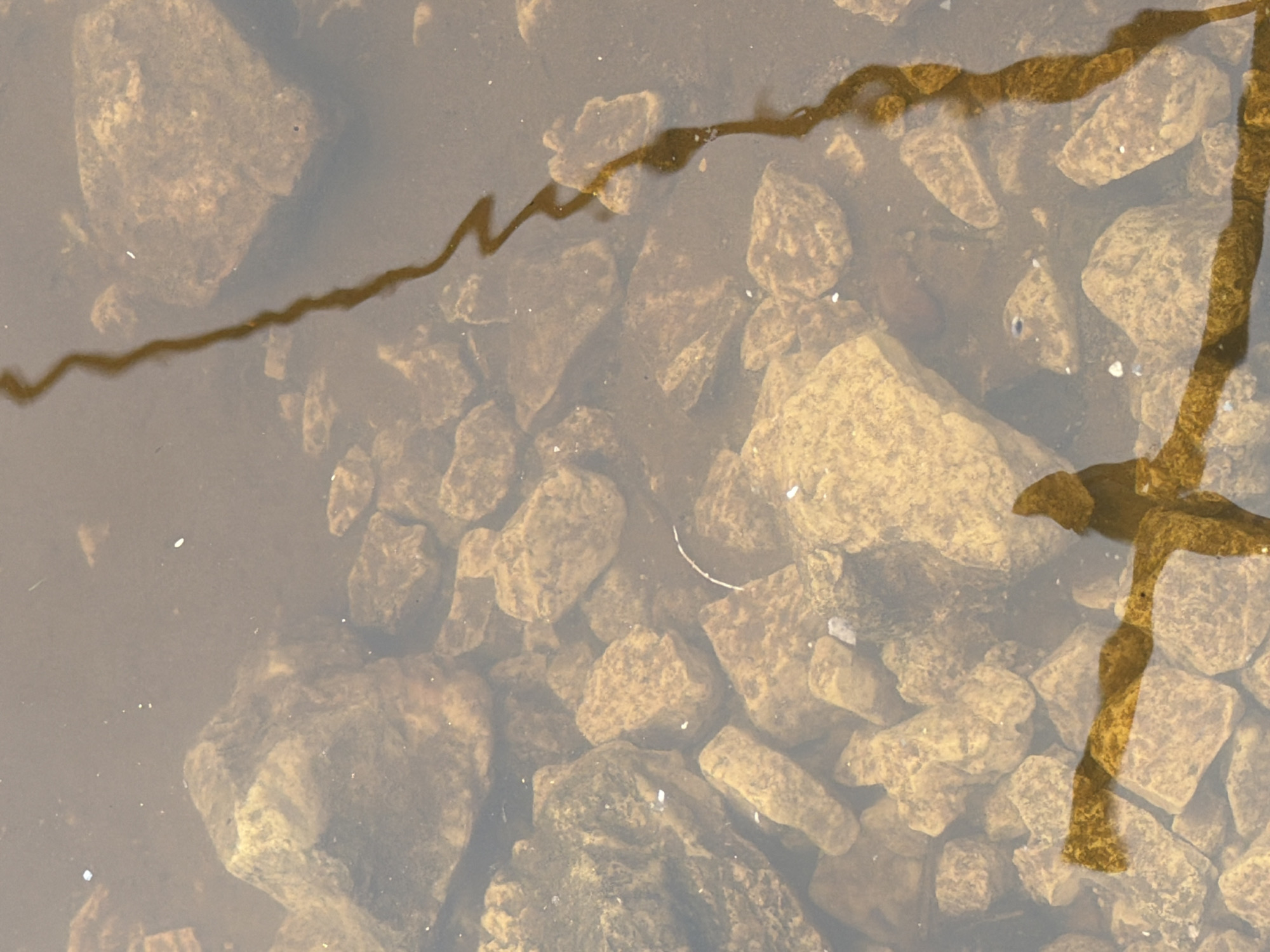 This media file captures an underwater scene in shallow, murky water, likely a riverbed or lake bottom, in Noviy, Russia. The primary subjects are numerous light brown or tan-colored rocks of various sizes scattered across the bottom. They appear wet and somewhat obscured by the water.
A prominent feature is a dark, wavy, organic-looking line or growth, possibly algae or a submerged plant stem, which runs diagonally across the image from the upper left to the lower right. This line exhibits a strong, somewhat fuzzy shadow or reflection on the bottom, indicating bright overhead light, suggesting it is daytime. Another section of a similar dark, wavy line is visible along the right edge and extending into the lower right corner, appearing twisted.
The water itself is not perfectly clear; it has a brownish tint and contains several small, white particulate specks floating within it. There are no people, animals, or specific activities depicted. No discernible text is visible in the image. The scene conveys a natural, undisturbed aquatic environment under natural light conditions.