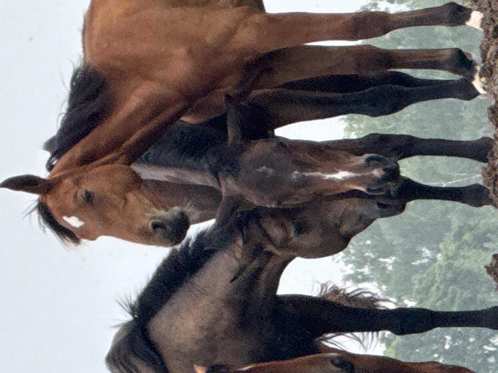 A close-up, waist-up shot shows four horses standing close together. Two are a reddish-brown color, one is dark brown, and another is a lighter brown. The horses' heads are the main focus of the image. The horses are positioned in the foreground, with a blurred background of trees. The lighting is overcast, suggesting a cloudy day. The horses are in a field or pasture, with uneven ground visible at the bottom of the frame.
