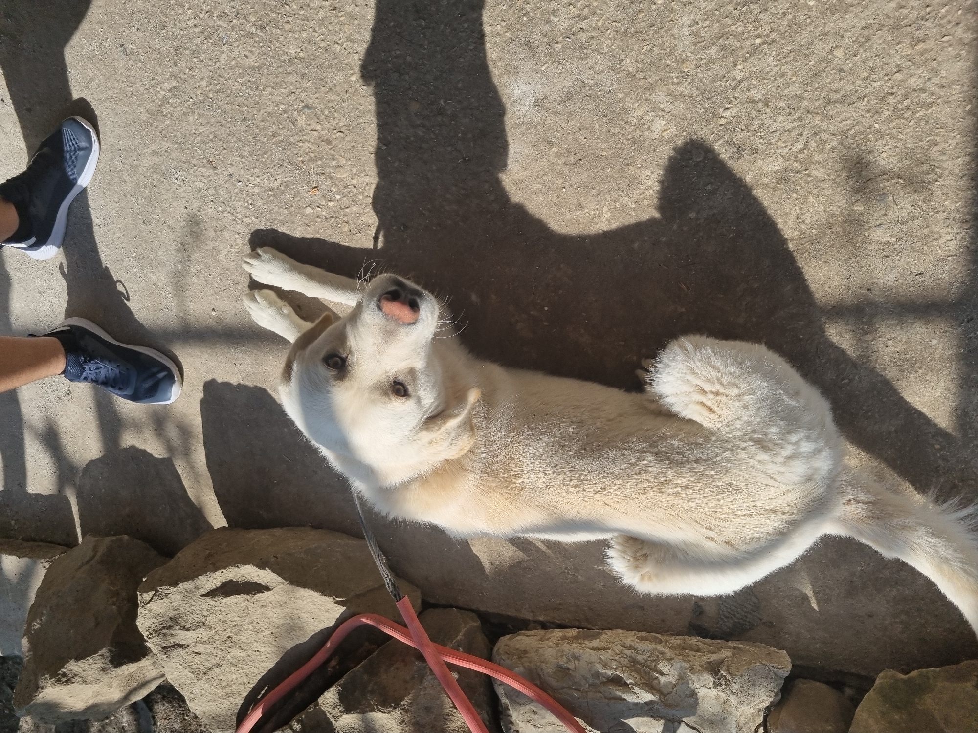 The scene depicts a white dog lying on a concrete surface in an outdoor environment. The dog is positioned between a set of rocks and a pair of navy blue sneakers worn by an individual whose legs are partially visible. The dog has a red leash and harness. A shadow is cast on the concrete and rocks. The location is Galabovtsi, Bulgaria.