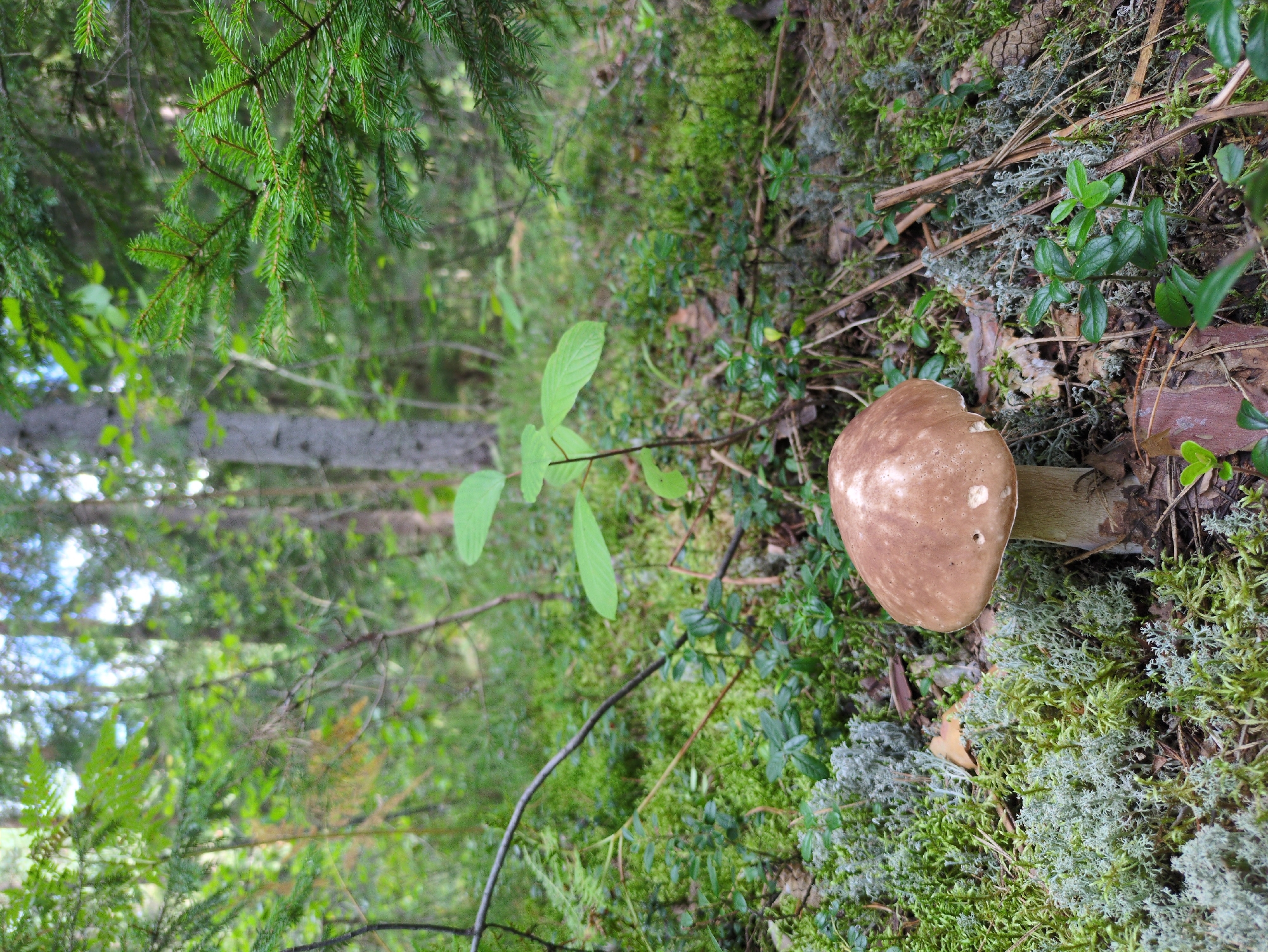 A single, large mushroom with a brown cap and thick white stem stands prominently in the foreground of a forest floor. The mushroom is surrounded by a dense carpet of moss and lichen in various shades of green and gray. Several small green plants with rounded leaves are interspersed among the moss. In the background, the scene opens up to a forest with tall trees, including pine and other coniferous species, with sunlight filtering through the canopy. A thin, dark, curved branch extends from the left side of the frame towards the center. The overall environment suggests a natural, uncultivated woodland setting. The location is specified as Kulebaki, Russia, indicating an outdoor, potentially rural, area. There are no people or animals visible in the image.