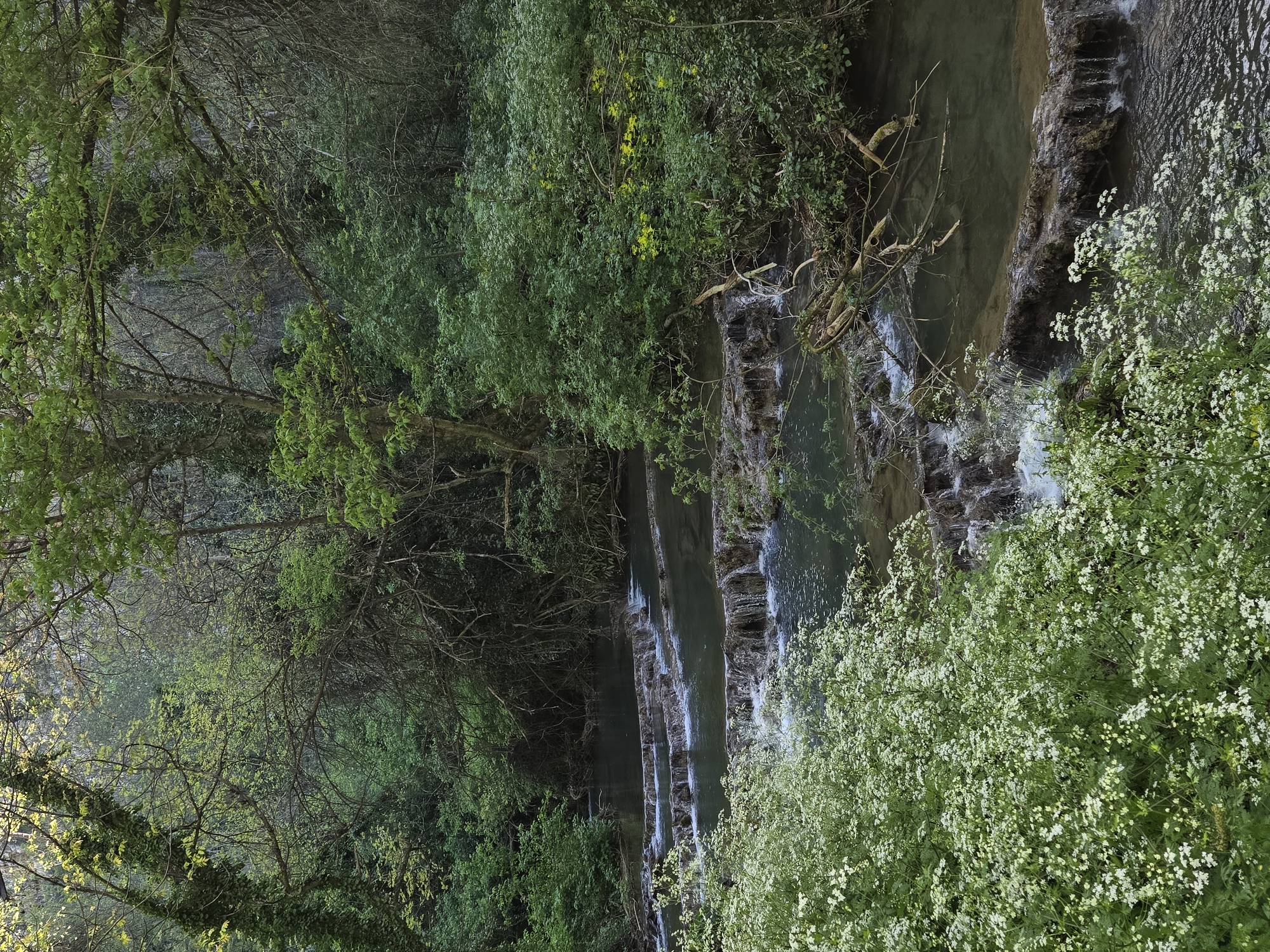The image shows a series of small waterfalls cascading over terraced rock formations in a lush, forested area. The water flows from left to right in the frame. The banks of the stream are covered in dense vegetation, including trees and flowering plants with white blossoms. The exact location within the city of Unknown, Unknown is not discernable from the image.