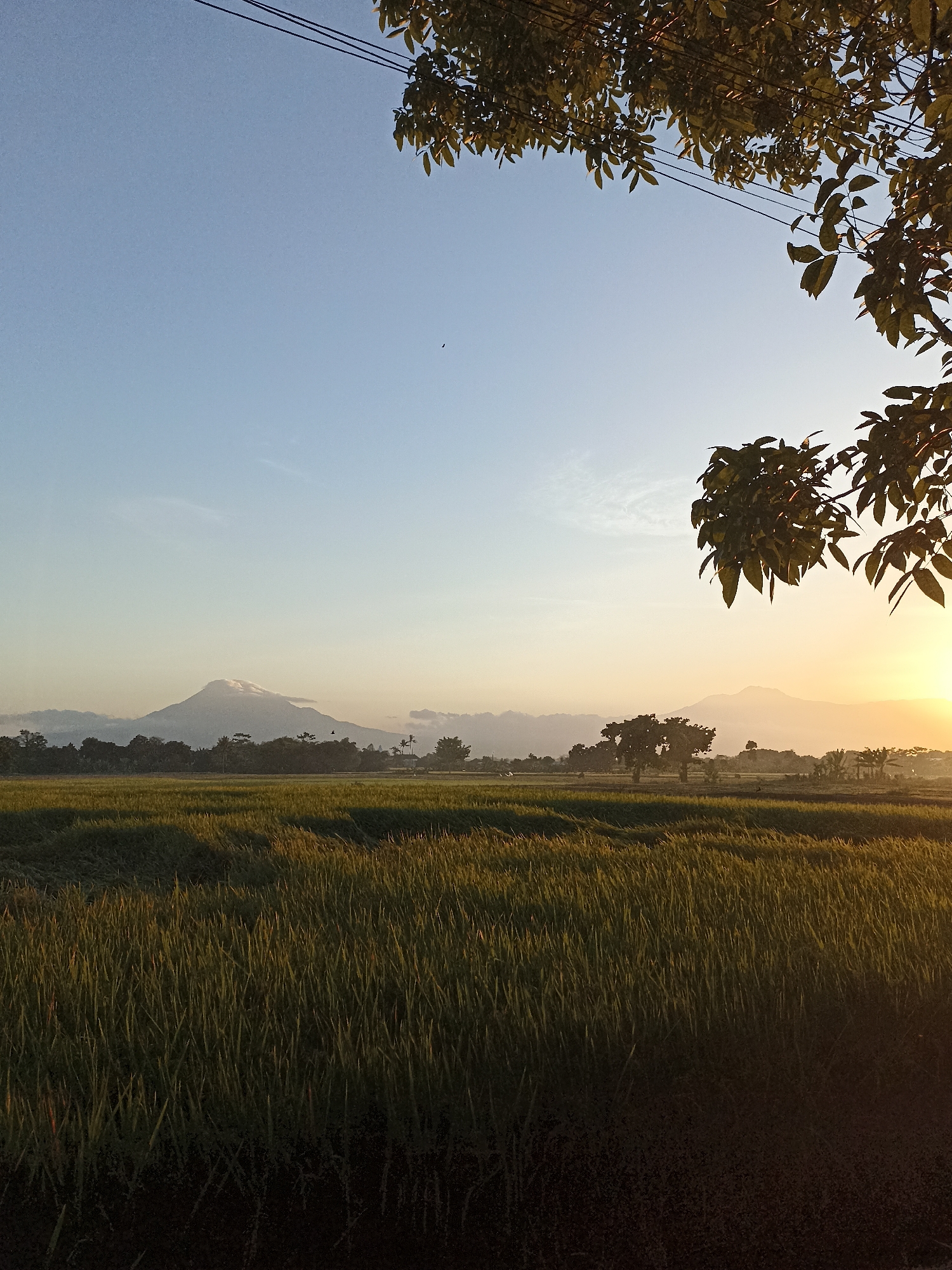 The image captures a serene rural landscape at sunrise, likely near Lumajang, Indonesia, given the prominent view of Mount Semeru. The foreground is dominated by a lush green rice paddy field, its stalks gently swaying. In the middle ground, a line of trees forms a natural border with the distant mountains. Mount Semeru, the highest peak in East Java, stands majestically in the background, its summit capped with a wisp of cloud. The sky transitions from a clear, pale blue at the top to a warm, golden hue near the horizon, indicating the early morning sun. A few faint clouds are visible, adding depth to the sky. Overhead, a branch of a leafy tree extends into the frame from the top right, its leaves catching the morning light. Power lines stretch across the upper portion of the sky. The overall atmosphere is peaceful and tranquil, characteristic of a rural Indonesian sunrise.