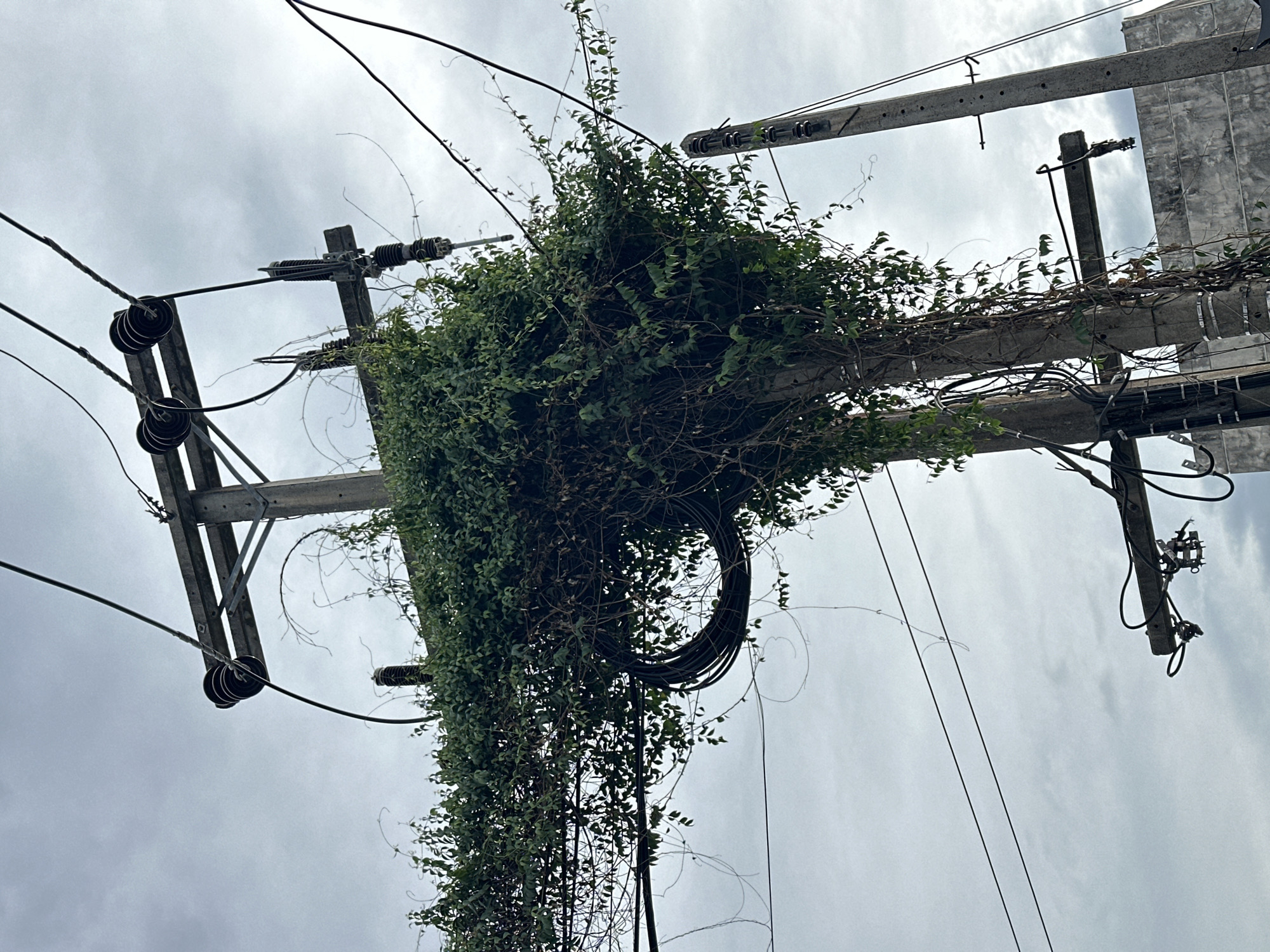 The image depicts an outdoor scene in Baan Mae Nam, Thailand, featuring a power pole heavily overgrown with green vines. The pole, made of concrete, has multiple electrical wires and what appear to be insulators attached to wooden crossbeams. A thick coil of black cable is also visible, partially obscured by the vegetation. The sky is overcast with grey clouds. In the background, another concrete utility pole and a portion of a concrete building are visible. The focus is on the natural overgrowth encroaching on the man-made electrical infrastructure.