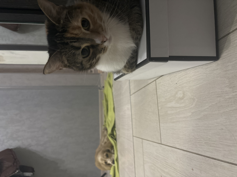 This image depicts an indoor residential scene. In the foreground, a domestic calico cat sits on a white rectangular box with a black border, facing forward with its front paws tucked. In the mid-ground, a light brown dog, likely a spaniel or similar breed, lies resting on a light green towel on the floor, its head oriented towards the viewer. The floor is constructed of light-colored, plank-style material. The background consists of a plain grey wall on the left and a dark, reflective surface, possibly a mirror or wardrobe, on the right. A dark brown garment is partially visible hanging on a wall fixture in the upper left. No specific architectural features or landmarks are present to determine a precise location within Saint Petersburg, Russia; the setting is a generic interior.