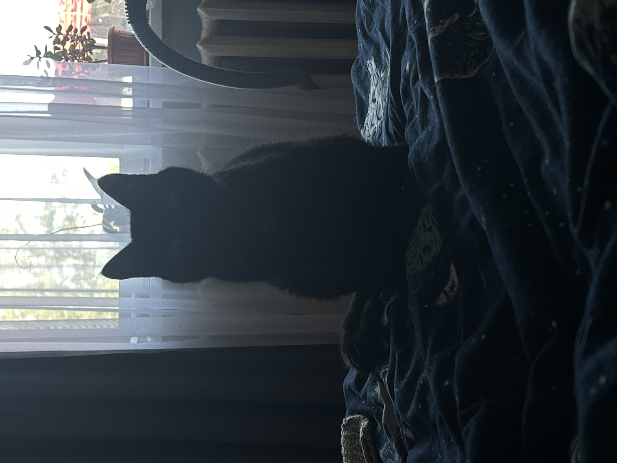 A black cat is lying on a navy blue blanket with celestial-themed patterns. The cat is positioned with its head towards a window covered with sheer white blinds. Sunlight streams through the blinds, partially illuminating the scene. A potted plant sits on the windowsill. A black circular object, possibly a ring light, is also visible near the top of the image. The scene is indoors, likely in a residential setting. Location data for Фоки, Russia, is not applicable given the available visual information.
