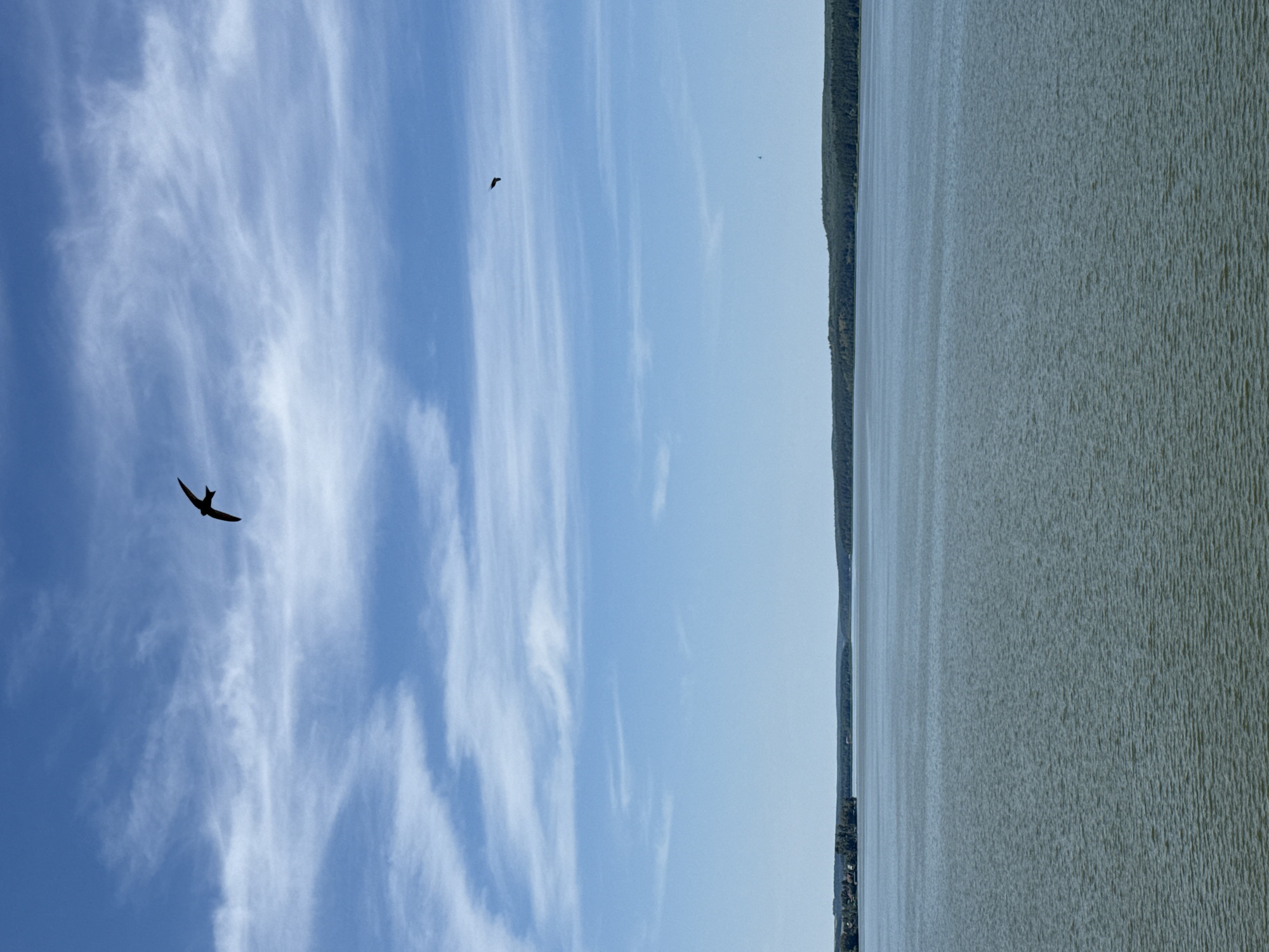 This image depicts a wide, tranquil body of water, likely a reservoir or a large lake, under a bright blue sky with wispy white clouds. In the foreground, the water exhibits a subtle ripple pattern. A dark, silhouetted bird is in flight in the upper portion of the sky. On the far horizon, a line of trees forms a natural border, with a cluster of small buildings visible on the left side of the distant shoreline. This scene is consistent with views of the Votkinsk Reservoir, a man-made lake located on the Kama River in the city of Votkinsk, Russia, known for its scenic natural beauty and recreational opportunities.
