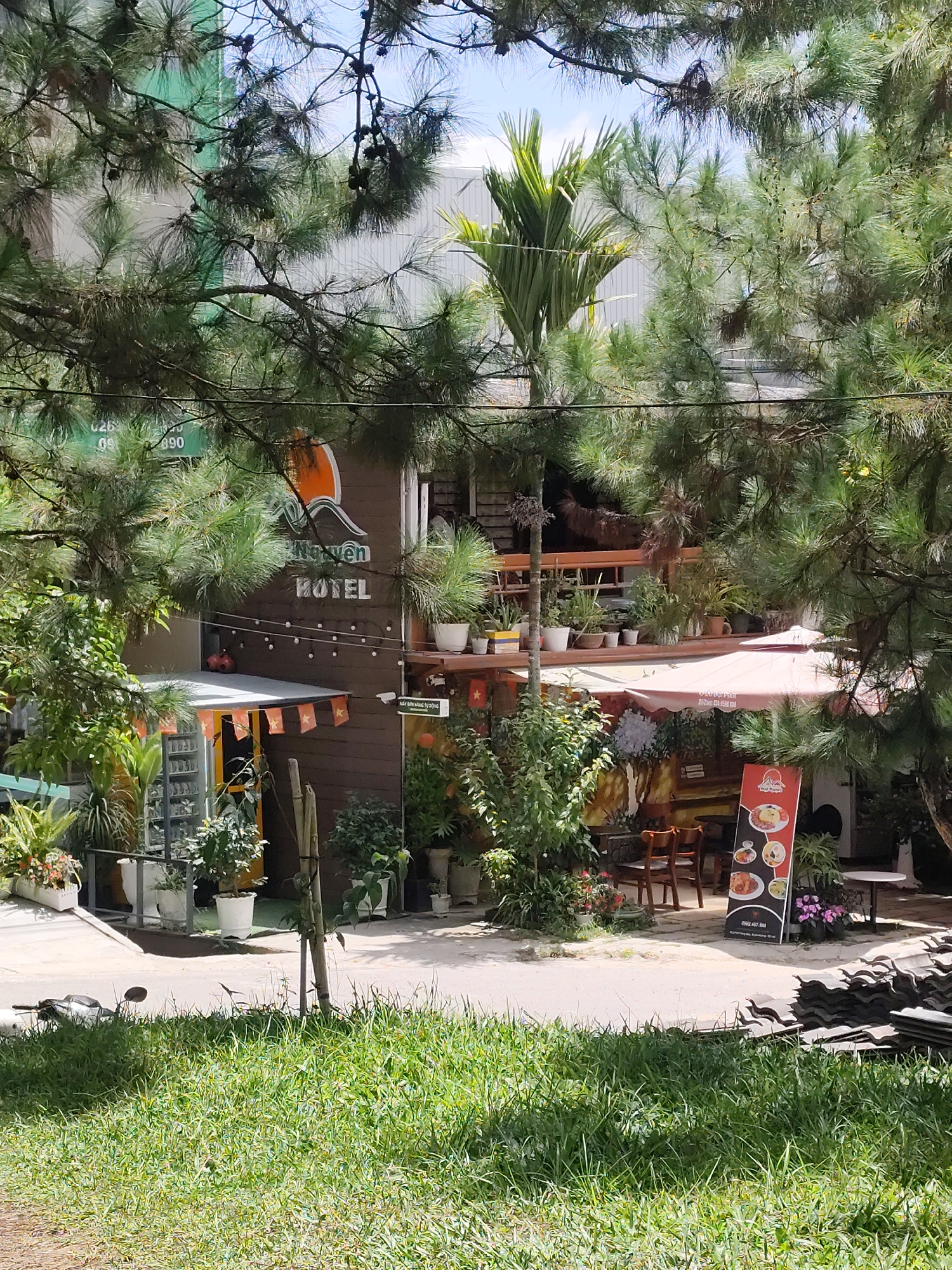 This is a medium shot image taken from a slightly elevated angle, looking towards a building that appears to be a hotel or restaurant, set amidst lush greenery. The scene is likely in Dalat, Vietnam, given the presence of Vietnamese flags and typical architecture.
In the foreground, a dense area of green grass dominates the bottom of the frame. The grass is uneven and appears well-watered. Partially visible in the lower left corner is the rear of a dark-colored motorcycle, parked on the grass. A thin, vertical wooden pole stands just to the right of the motorcycle.
The middle ground reveals the facade of a building with brown wooden siding. A prominent sign features a stylized orange sun logo and the text "NGUYEN HOTEL" in white, block letters. Below the sign, a string of small, bare light bulbs is hung horizontally. A small, orange-tiled awning is visible above a doorway, adorned with a row of small Vietnamese flags. The doorway itself has a yellow frame. The building is surrounded by various potted plants of different sizes and species, contributing to a tropical feel. Some plants are on the ground, while others are arranged on a raised ledge or balcony.
To the right of the building, a pale pink outdoor umbrella provides shade over a seating area with two wooden chairs and a small table. A tall, red and white advertising stand is positioned near the seating area, displaying images of food.
The background is partially obscured by the dense branches and needles of several large pine trees, suggesting a cooler climate or higher elevation, consistent with Dalat. Beyond the trees, a modern building with a light-colored, corrugated metal roof is visible. The sky is a bright, clear blue with a few wispy white clouds. The overall impression is one of a charming, slightly rustic establishment nestled within a verdant landscape.