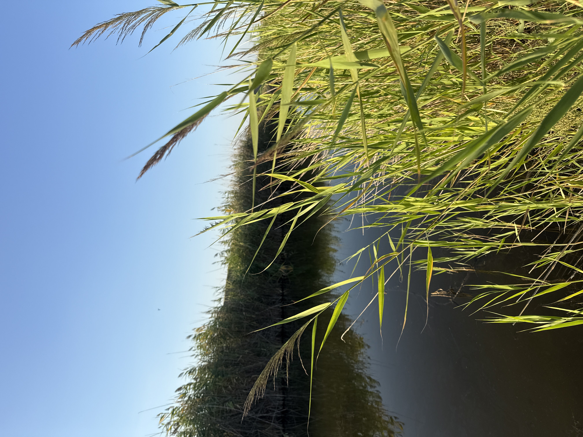 The image depicts a serene natural scene at the edge of a body of water, likely a river or canal, bordered by dense reeds and vegetation. The water is dark and still, reflecting the green foliage and the clear blue sky. Sunlight illuminates the reeds, highlighting their vibrant green colors and casting subtle shadows. In the distance, a line of taller, darker reeds forms a backdrop, suggesting a larger marshy area. The overall impression is one of tranquility and untouched nature. The location is identified as Некрасовское сельское поселение, Ukraine. There are no people or animals visible in the frame, and no discernible actions or interactions are taking place. The scene is static and peaceful, dominated by the natural elements of water, plants, and sky.