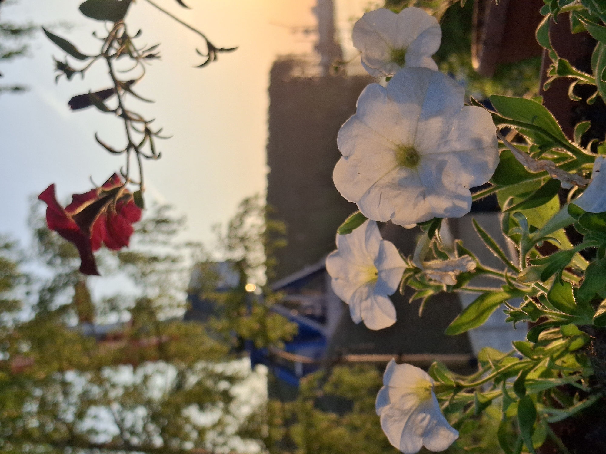 The image presents a close-up view of flowers, specifically petunias, with both white and red varieties visible. The white petunias are in sharp focus, showcasing their delicate petals and yellowish centers. Green foliage surrounds the flowers, adding to the natural aesthetic. The background is blurred, but it reveals elements of an urban environment, likely within the city of Chaikovsky, Russia. Features such as buildings, trees, and what appears to be a ride structure (possibly a small Ferris wheel) can be vaguely discerned. The overall lighting suggests either sunrise or sunset, casting a warm glow over the scene. No people are visible in the shot. The primary interaction is between the flowers and the natural light.