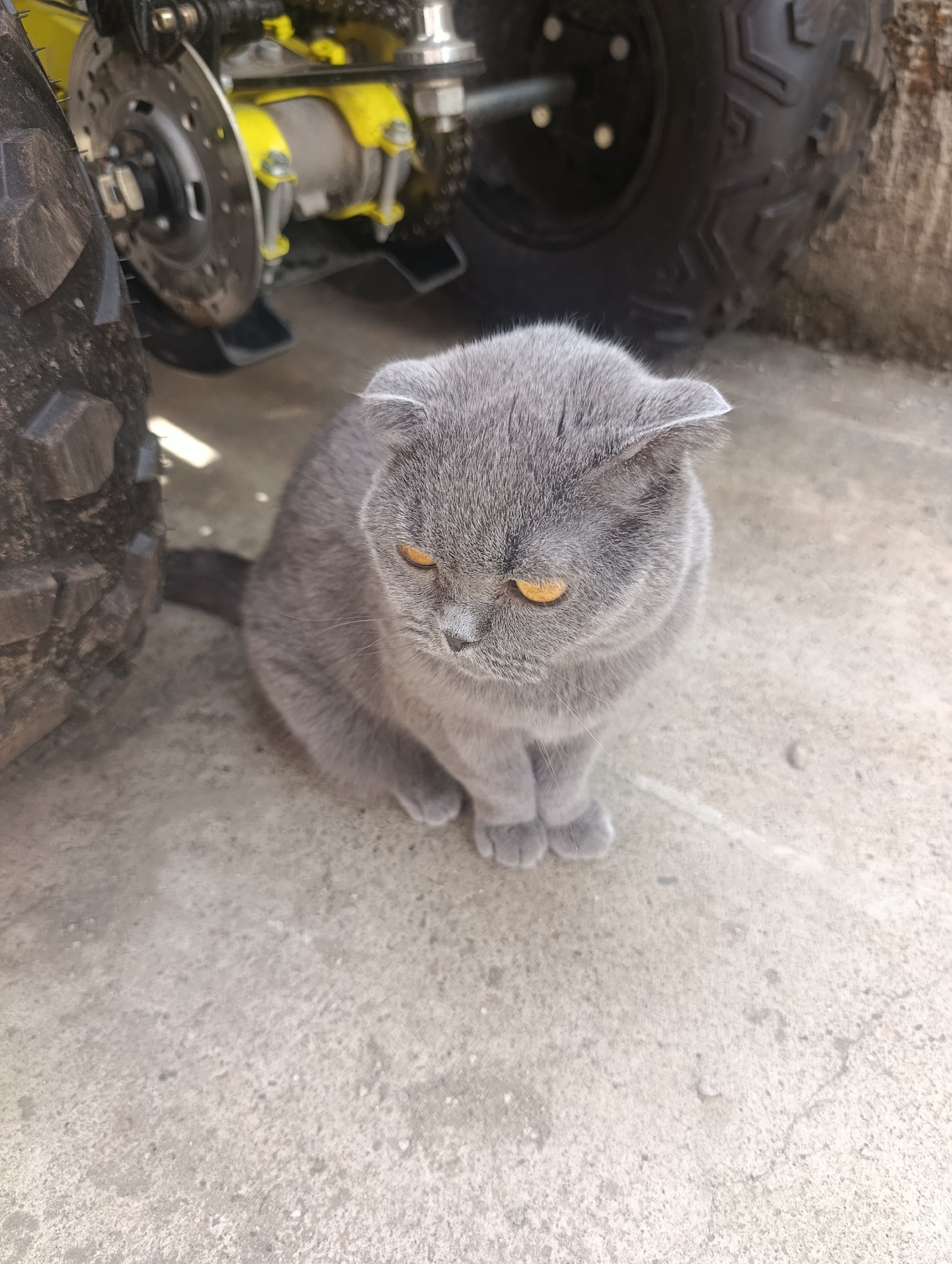 A grey Scottish Fold cat sits on a concrete surface next to a vehicle. The cat is facing downwards with its eyes partially closed. The background shows a portion of the vehicle's wheel, tire, and suspension system, which appears to be part of an all-terrain vehicle. The scene suggests an outdoor setting, possibly a yard or driveway in Blagoveshchensk, Russia. The lighting indicates daytime. There are no people visible in the image.