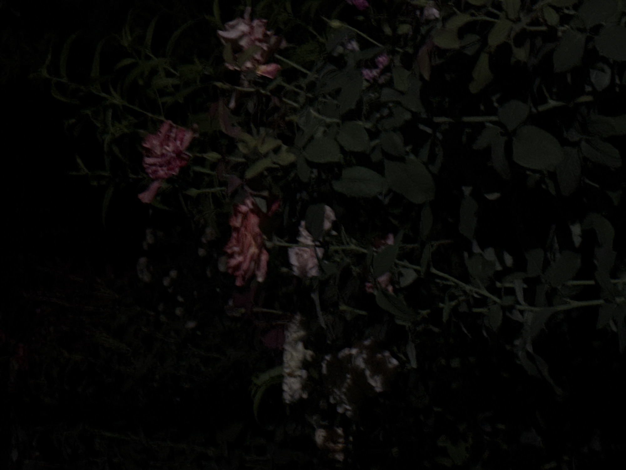 The image depicts a close-up view of rose bushes at night. The lighting is very low, creating a dark and shadowy environment. Several roses are visible, with some appearing in shades of pink and red, while others are lighter, possibly white or pale pink. The petals of the roses are somewhat blurred due to the low light and potential movement. The foliage of the rose bushes is dark green and also appears somewhat indistinct. The overall impression is of a garden scene at night, with the flowers providing the only significant source of color and form against the dark background. There are no people or specific structures visible. The location of Vostok, Kyrgyzstan, is a generalized geographical context and does not provide specific visual clues within the image itself.