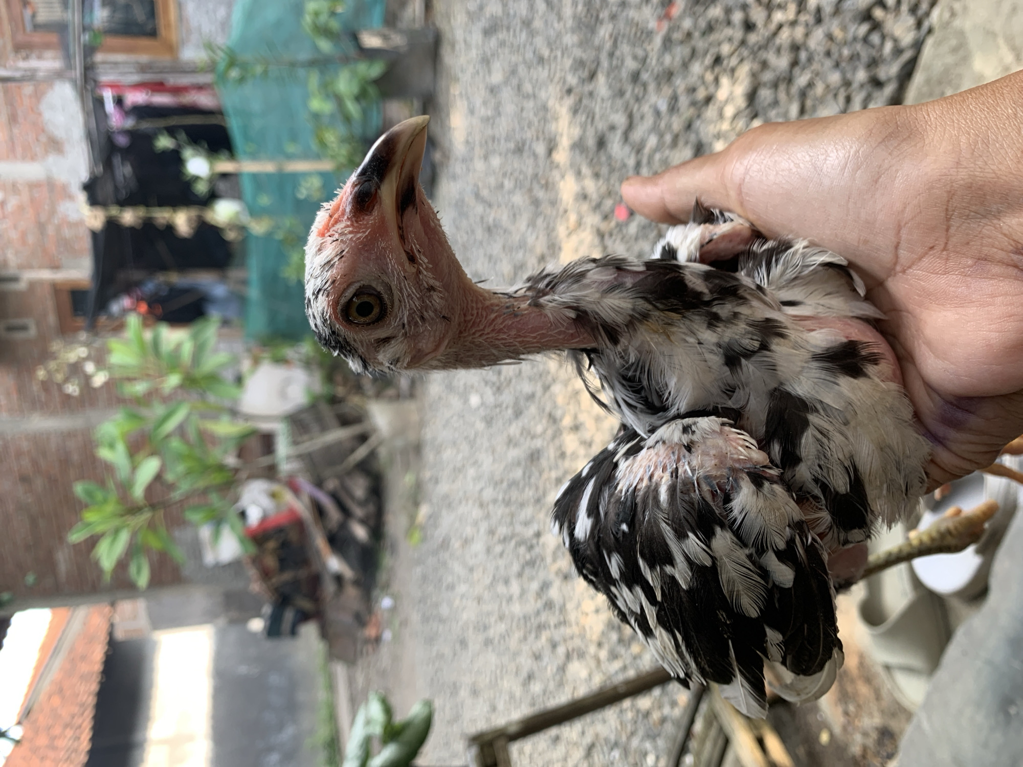 A person holds a young chicken with black and white mottled plumage in Karangkemiri, Indonesia. The chicken has a reddish, bare neck and head. The background shows a blurred residential area with buildings, vegetation, and gravel ground.