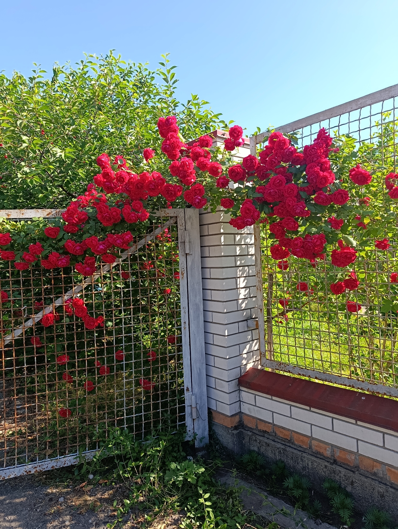 In Doslidne, Ukraine, a vibrant scene unfolds against a clear blue sky. A weathered metal gate, partially obscured by lush green foliage, stands open. Climbing roses, adorned with a profusion of deep red blossoms, cascade over the gate and a white brick pillar. The gate itself is constructed of a wire mesh, showing signs of rust, and is attached to a section of white brick wall. Beyond the gate, a dense green hedge provides a backdrop of natural beauty. The ground in front of the gate is a mix of gravel and earth, with some vegetation growing near the base. The scene captures the essence of a blooming garden, bathed in sunlight.