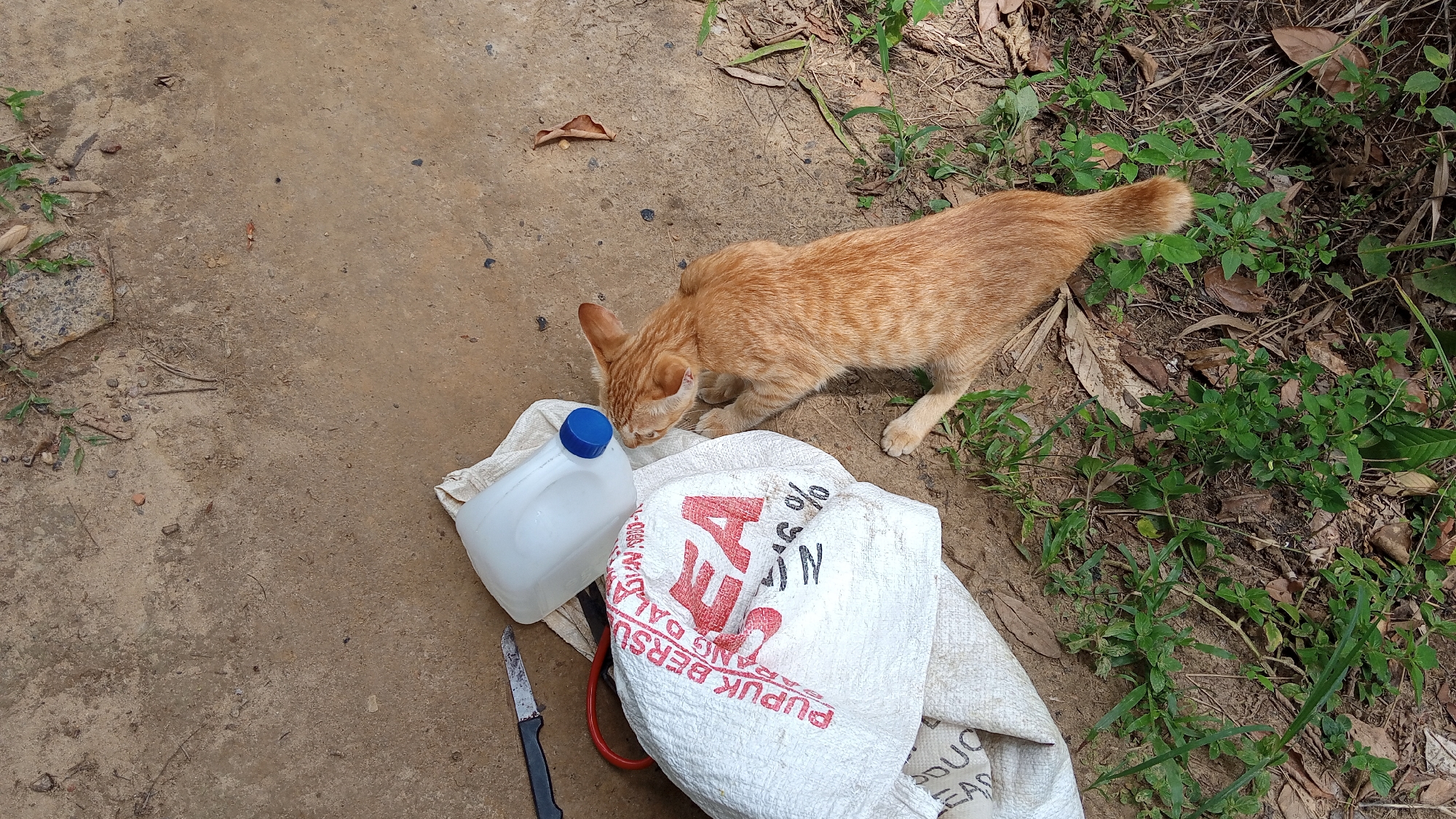An orange tabby cat is sniffing a white burlap sack and a white plastic jug on a dirt ground in Meunasahdayah, Indonesia. The sack is patterned with red lettering. A black-handled knife lies next to the jug. Green vegetation and fallen leaves are visible in the background. The image is taken from a high angle.