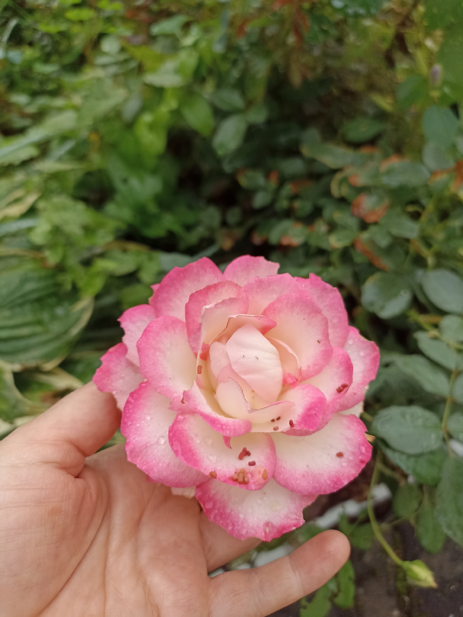 A close-up, eye-level shot captures a person's hand gently holding a pink and white rose in Mochische, Russia. The rose, adorned with small water droplets, is the central focus, its petals displaying a gradient of color from a soft white at the center to a vibrant pink at the edges. Dark specks, possibly pollen or imperfections, are visible on some petals. The background is a blur of lush green foliage, suggesting a garden or natural setting. The lighting is soft, hinting at an overcast day. The hand, with its skin texture and lines visible, appears to be of an adult. No other people or significant objects are present in the frame.