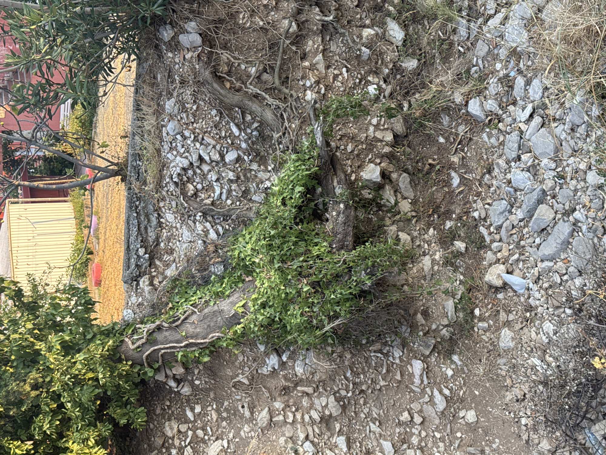The image depicts a close-up view of a tree trunk with vines growing on it, situated on a rocky, uneven embankment. The embankment is composed of various sizes of grey and brown rocks, interspersed with dry grass and soil. In the background, a building with a corrugated metal roof and a red structure are visible, suggesting an urban or semi-urban environment. The overall scene is naturalistic, with elements of overgrowth and weathered textures. The location is identified as Sutomore, Montenegro. There are no people or animals present in the image.