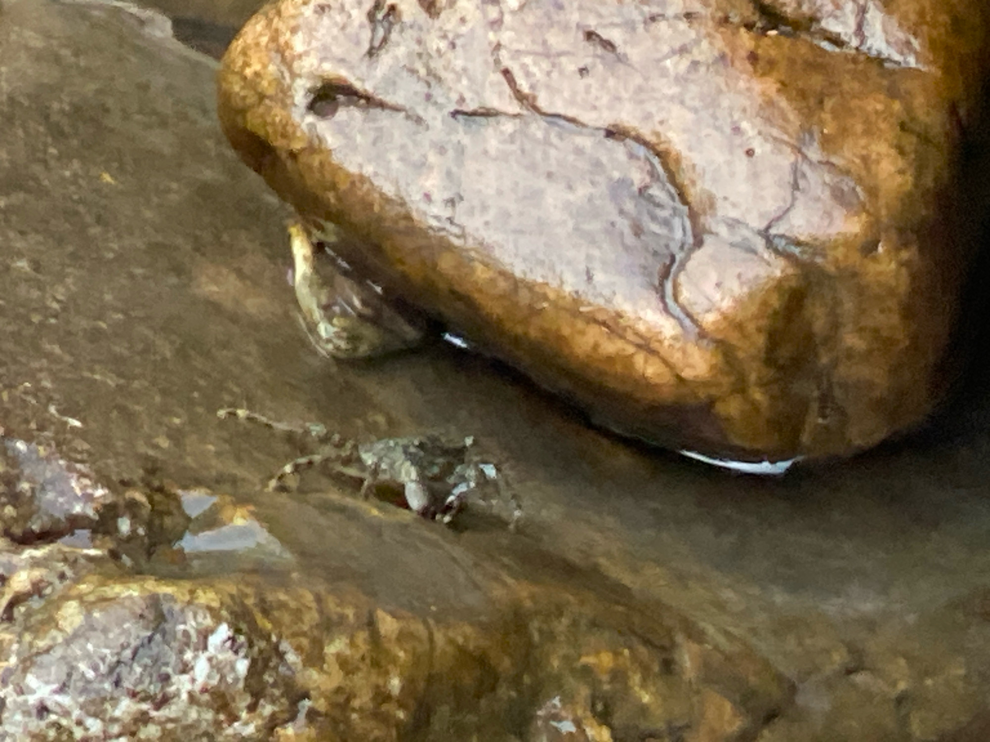 A crab is visible on a wet, rocky surface near a large, smooth, brown boulder. The crab is small and appears to be camouflaged against the rocks. The scene is likely outdoors, possibly in a coastal area. The image provides no information about the city of Sutomore, Montenegro.