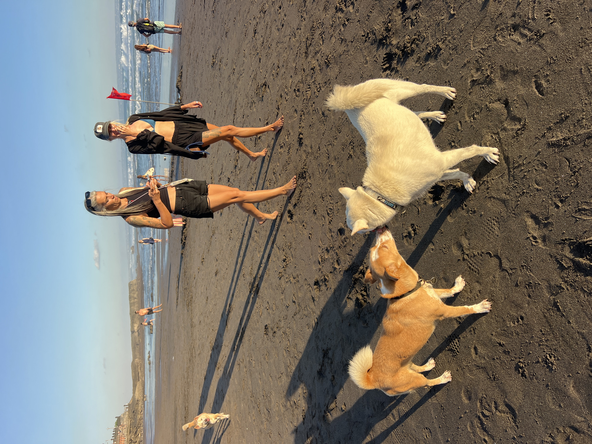 In North Kuta, Indonesia, two dogs are on a sandy beach. In the foreground, a light brown and white dog is nuzzling a white dog. Both dogs are facing each other. In the mid-ground, two women are walking on the beach. The woman on the left has long blonde hair and is wearing a black tank top and black shorts. She is holding a phone. The woman on the right is wearing a blue bikini top, black shorts, and a black open shirt. She has a baseball cap on and is holding a cigarette. Further in the background, there are other people walking on the beach and in the ocean. The ocean has waves and the sky is clear and blue with the sun setting. The beach is dark and sandy with footprints and shadows cast from the people and dogs.