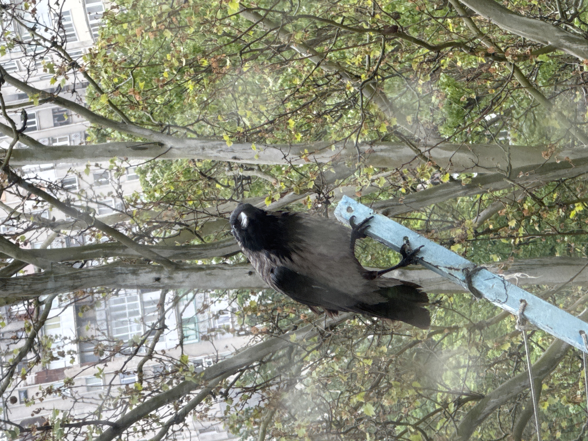 A bird perched on a blue metal frame is oriented toward the upper left corner of the image. The bird is dark, with some lighter gray-brown shading. A building is visible in the background behind tree branches with small green leaves. The city location is unknown.
