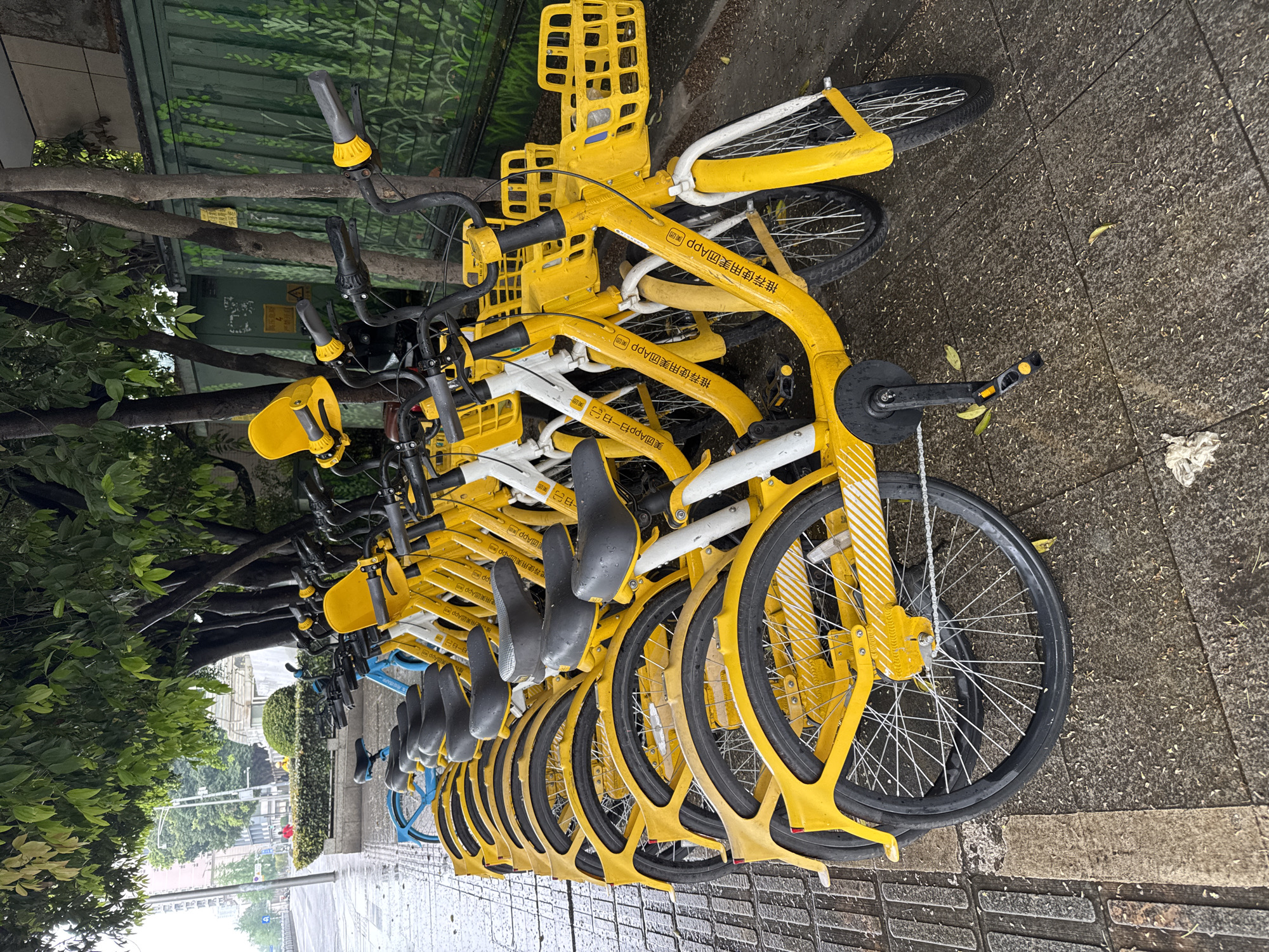 The image captures a row of shared bicycles parked on a paved sidewalk in what appears to be a commercial or urban area, likely in Jinjiang District, China. The bikes are primarily yellow with some white components, equipped with front baskets and distinctive frames. They are neatly lined up, suggesting a designated bike-sharing station. The sidewalk appears wet, indicating recent rain or damp conditions. Along the edge of the sidewalk, there is greenery, including trees and shrubs, adding a touch of nature to the urban scene. The text "推荐使用美团App" which roughly translates to "Recommended to use Meituan App" is visible on the side of one of the bikes, indicating a tie-in with a local delivery or service app. The overall impression is of a typical urban scene with shared transportation in use.