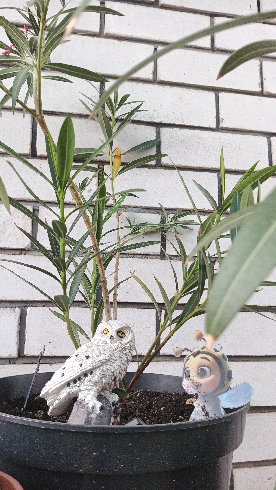 A close-up, eye-level shot captures a potted plant with green foliage against a white brick wall. Two decorative figures are positioned in the dark soil of the pot. On the left is a white owl figurine with black polka dots and yellow eyes, perched on a gray log. To the right of the owl is a small, cartoonish bee figurine with a yellow and black striped head, large eyes, and light blue wings. The brick wall exhibits a weathered appearance. This image was taken in Kryvyi Rih, Ukraine.