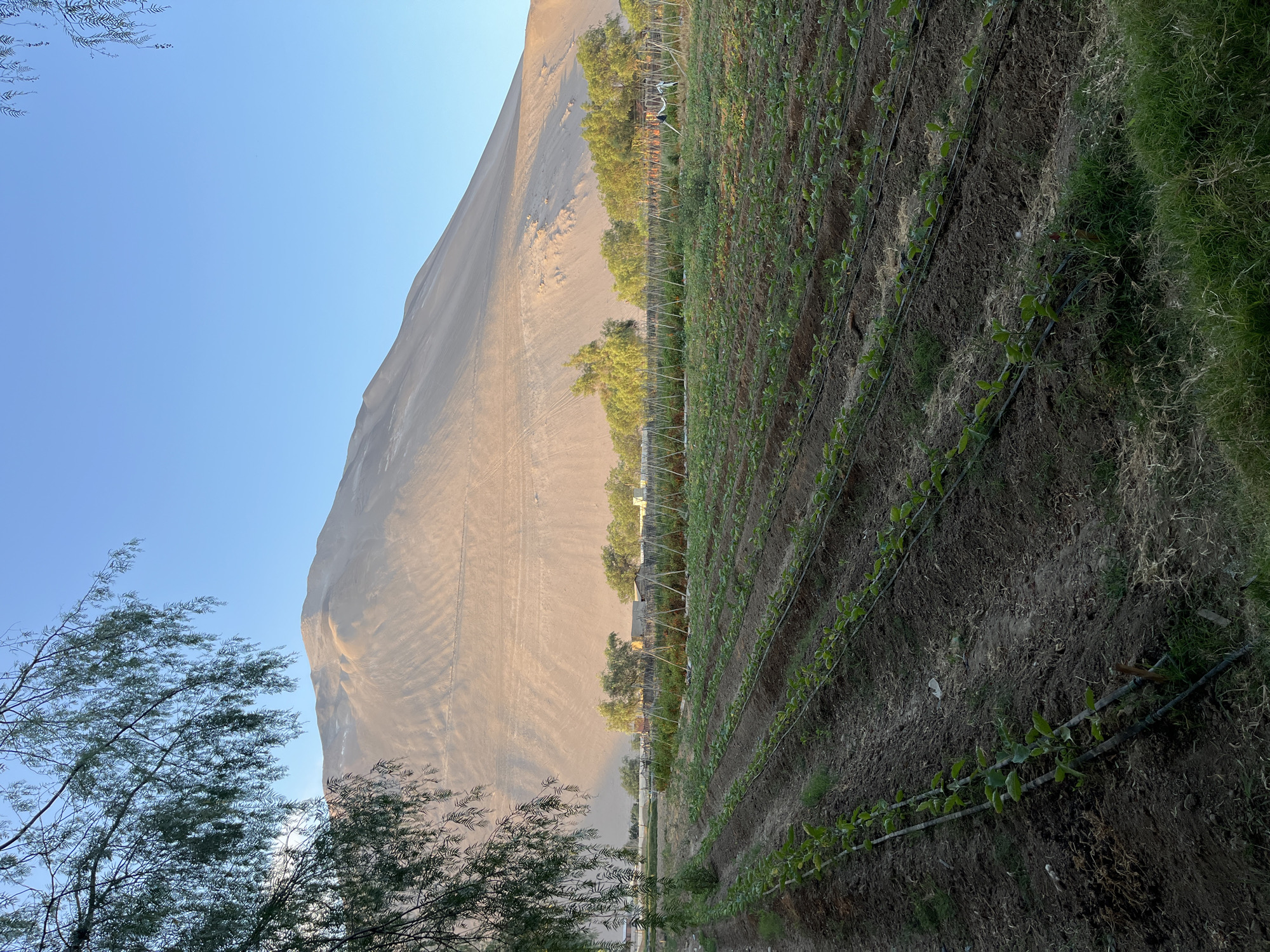 The image presents a landscape featuring agricultural fields bordering a large sand dune under a clear, blue sky. The agricultural fields are characterized by rows of young plants, likely crops, with irrigation lines running along the rows. There is also a patch of green grass visible in the foreground. Bordering the fields is a sparse tree line, beyond which rises the sand dune, which appears to be towering over the landscape, casting a shadow onto the field. In the middle ground, there is a fence and some low buildings, possibly related to the agricultural operations. The location appears to be in Arica, Chile, given the arid environment and the presence of a large sand dune juxtaposed with agricultural activity. The image depicts a contrast between the desert landscape and human intervention in the form of agriculture.