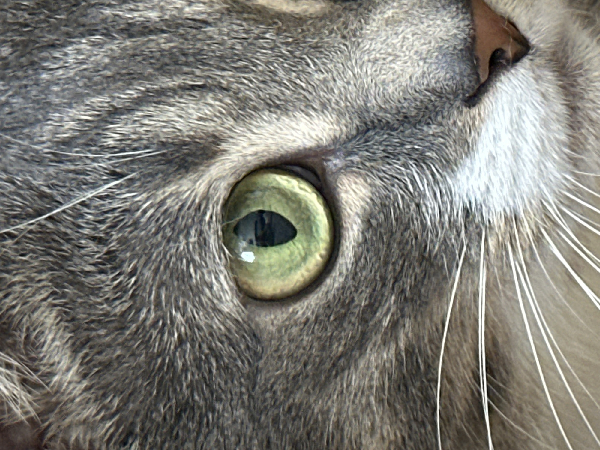 This is a close-up, vertical, eye-level shot of a gray tabby cat's face, focusing on its left eye. The cat's fur is gray with darker tabby markings. Its eye is a striking green with a black pupil. White whiskers fan out from the cat's muzzle, and a pink nose is visible on the right side of the frame. The background is softly blurred, suggesting it's out of focus and not the primary subject. The image is taken in natural light.