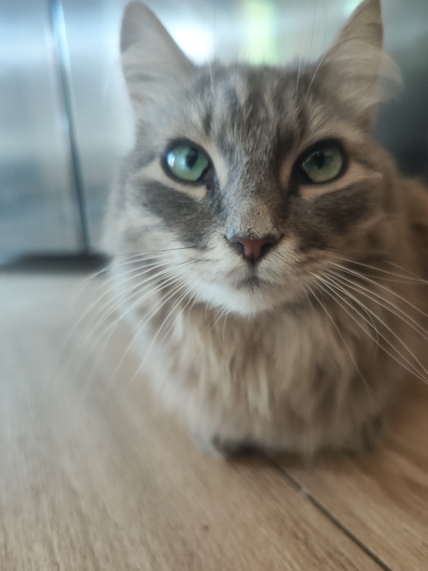 A close-up, eye-level shot depicts a gray tabby cat indoors. The cat is resting on a light brown, wood-look floor. The cat has green eyes, a pink nose, and white whiskers. The cat is positioned in the lower half of the frame. The location and city are unknown.