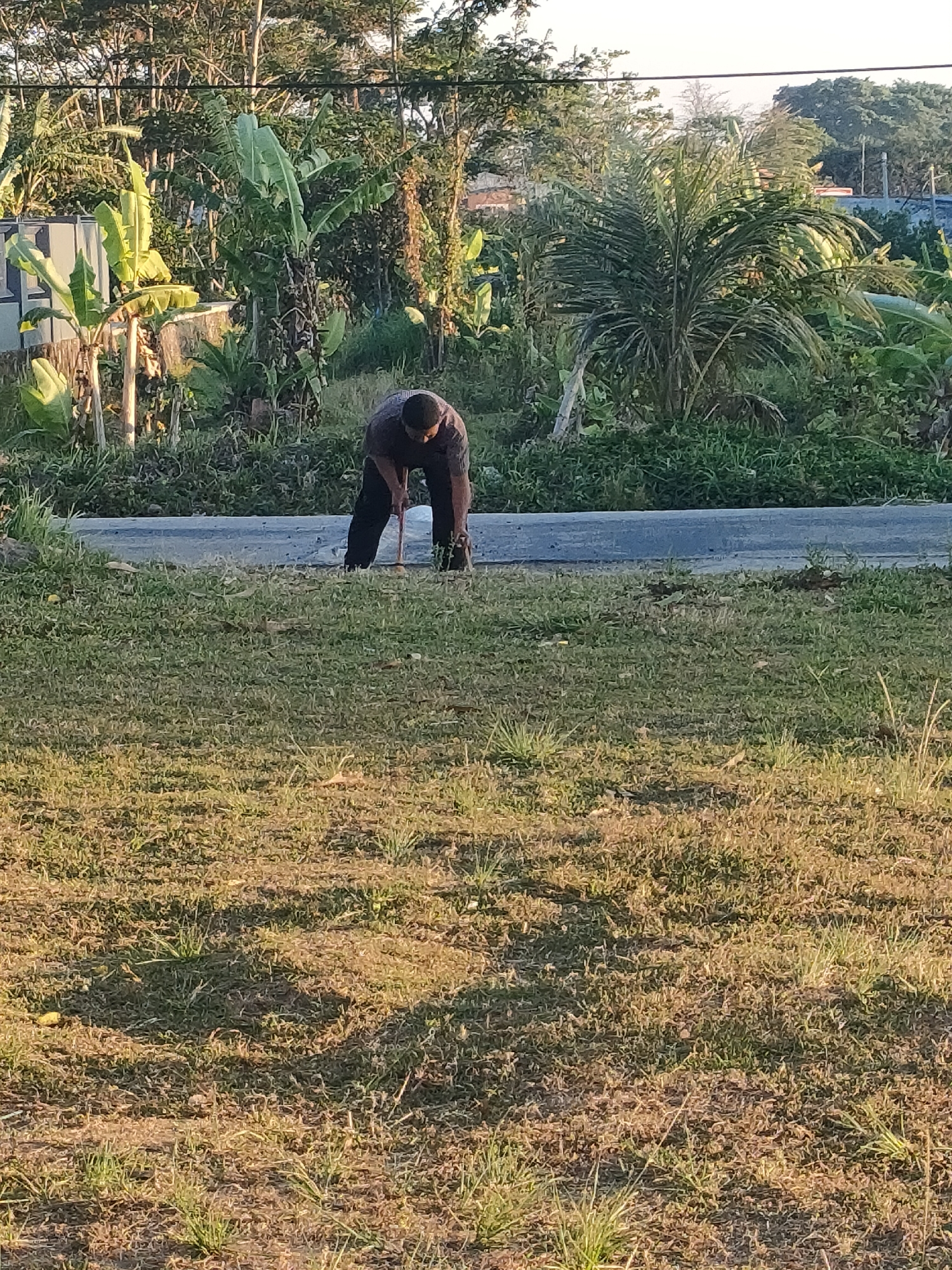 In Bojong, Indonesia, a person is seen bent over on a paved surface next to a grassy area, appearing to be engaged in sweeping or raking. The individual is wearing a dark t-shirt and dark pants. The background is lush with vegetation, including banana trees and palm trees, indicating a tropical or subtropical environment. Overhead, power lines are visible. The lighting suggests it is daytime, possibly late afternoon due to the long shadows. The overall scene depicts a common outdoor activity in a verdant, possibly rural or suburban, setting.