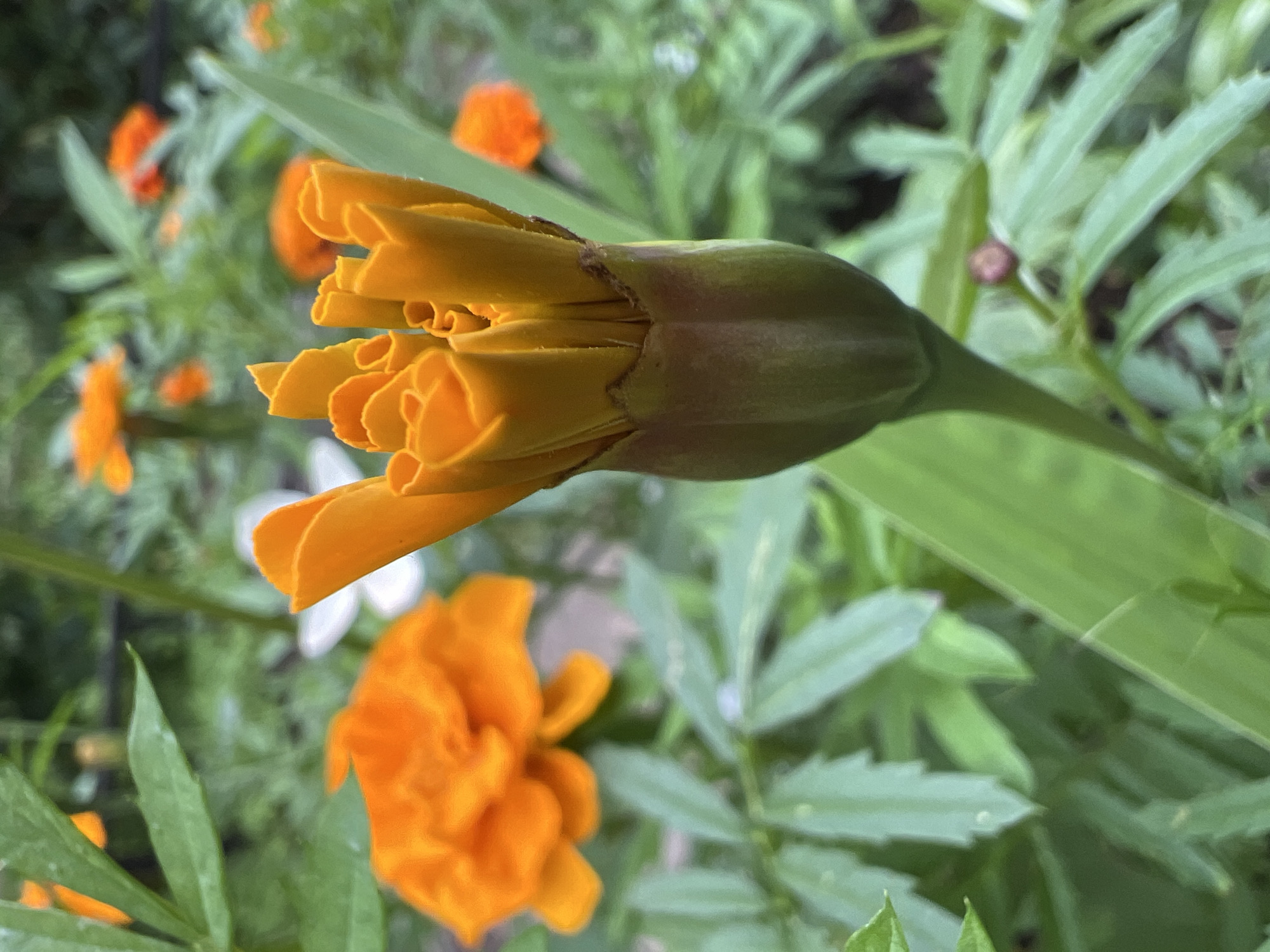 This is a close-up, vertical-oriented photograph of an orange marigold bud with its petals unfurling. The bud is centrally located in the frame, with its tightly packed, bright orange petals dominating the foreground. The sepals at the base of the bud are a darker green, appearing somewhat rough. A long, green leaf extends from behind the bud, curving downwards and to the left.
In the blurred background, several other marigolds are visible. To the left, out of focus, are more orange marigold blooms. There is also a hint of a white flower in the middle ground. The foliage is a vibrant green, suggesting an outdoor garden setting.
The lighting appears natural, indicating it was likely taken during daylight hours. The focus is sharp on the bud, while the background is soft and out of focus, creating a bokeh effect that emphasizes the main subject. There are no people or visible text in the image. The overall impression is one of nature and the simple beauty of a developing flower.