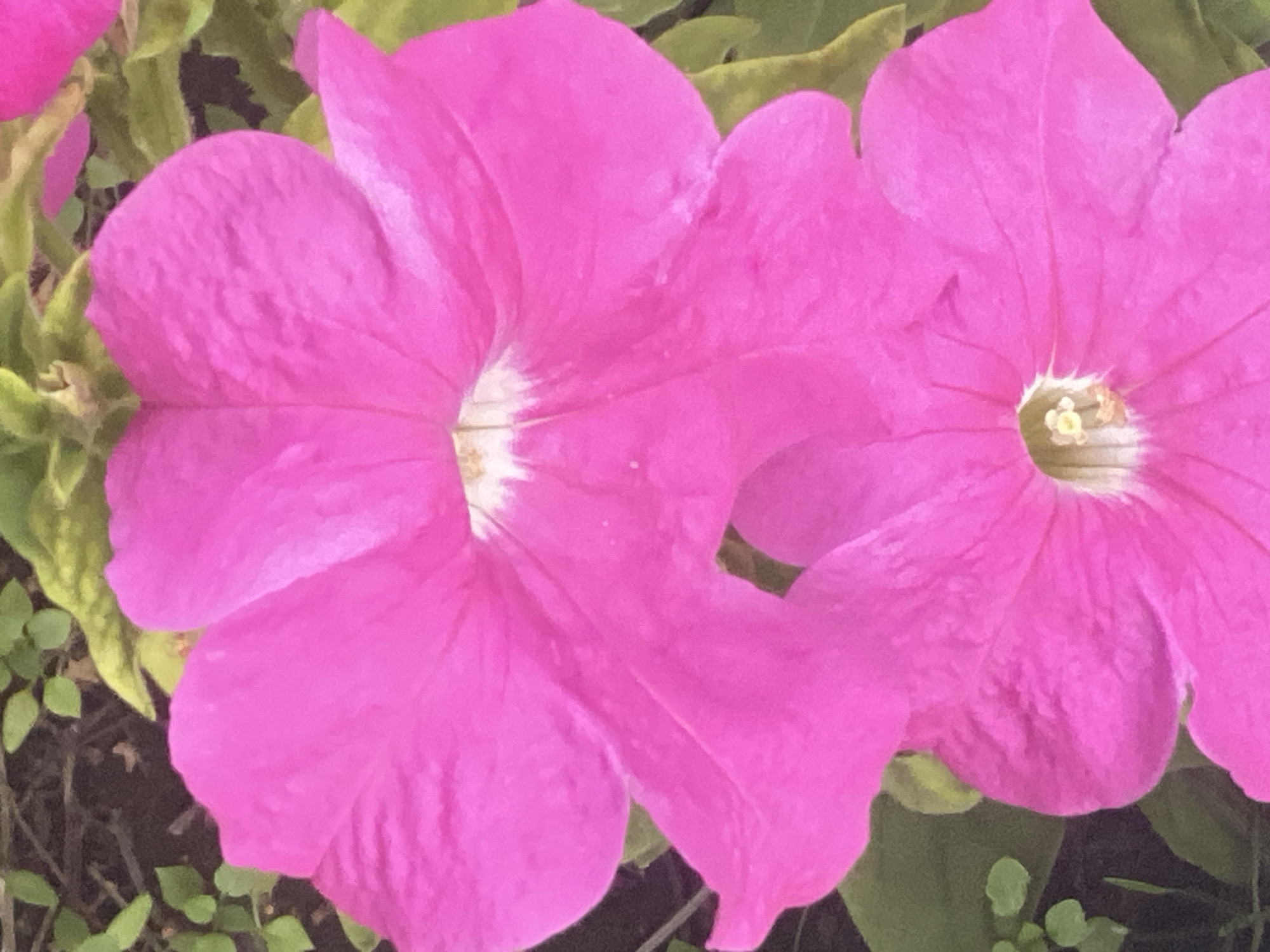 This image shows a close-up of two vibrant pink petunias in bloom. The flowers are large and trumpet-shaped, with delicate white centers. The petals are soft and slightly ruffled, and the overall impression is one of lush, vibrant beauty. The background is a blur of green foliage and dark soil, suggesting the flowers are growing in a garden or natural setting. There is no information available to determine the specific location within Novokuznetsk, Russia.