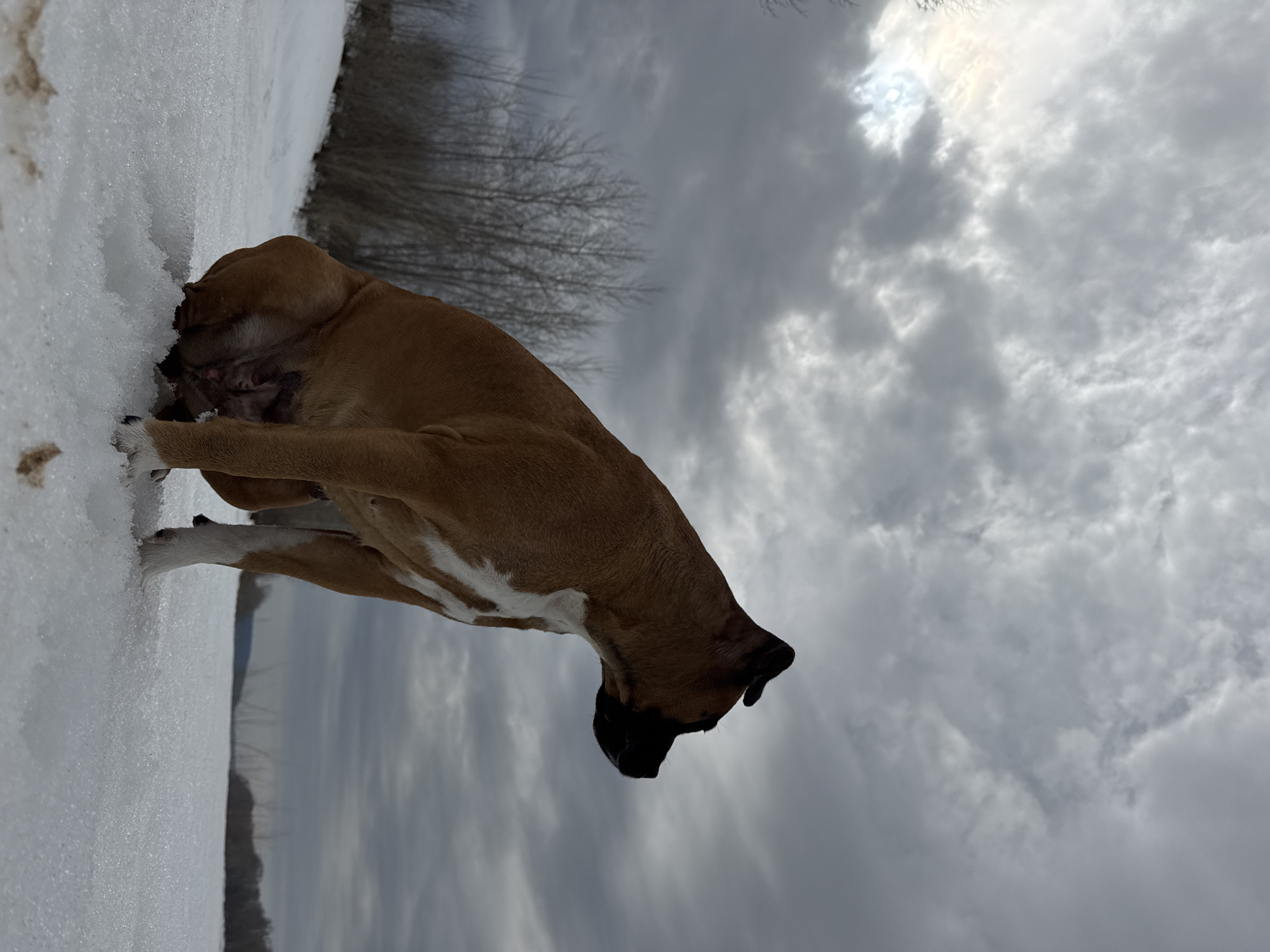 A medium shot depicts a light brown Boxer dog in a snowy, overcast outdoor setting, presumably in Chaikovsky, Russia. The dog is positioned with its head buried in a snowbank on the left side of the frame. Bare trees are visible in the midground. The sky occupies the majority of the frame, filled with heavy, grey clouds, with a suggestion of sunlight filtering through in the upper right corner. The dog's white markings are visible on its chest and paws.